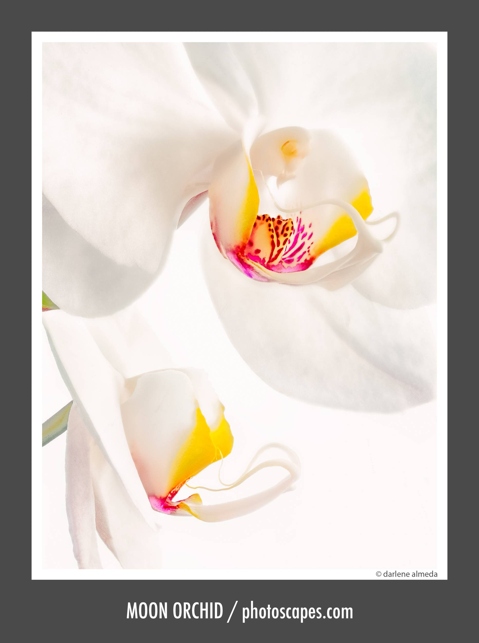MOON ORCHID