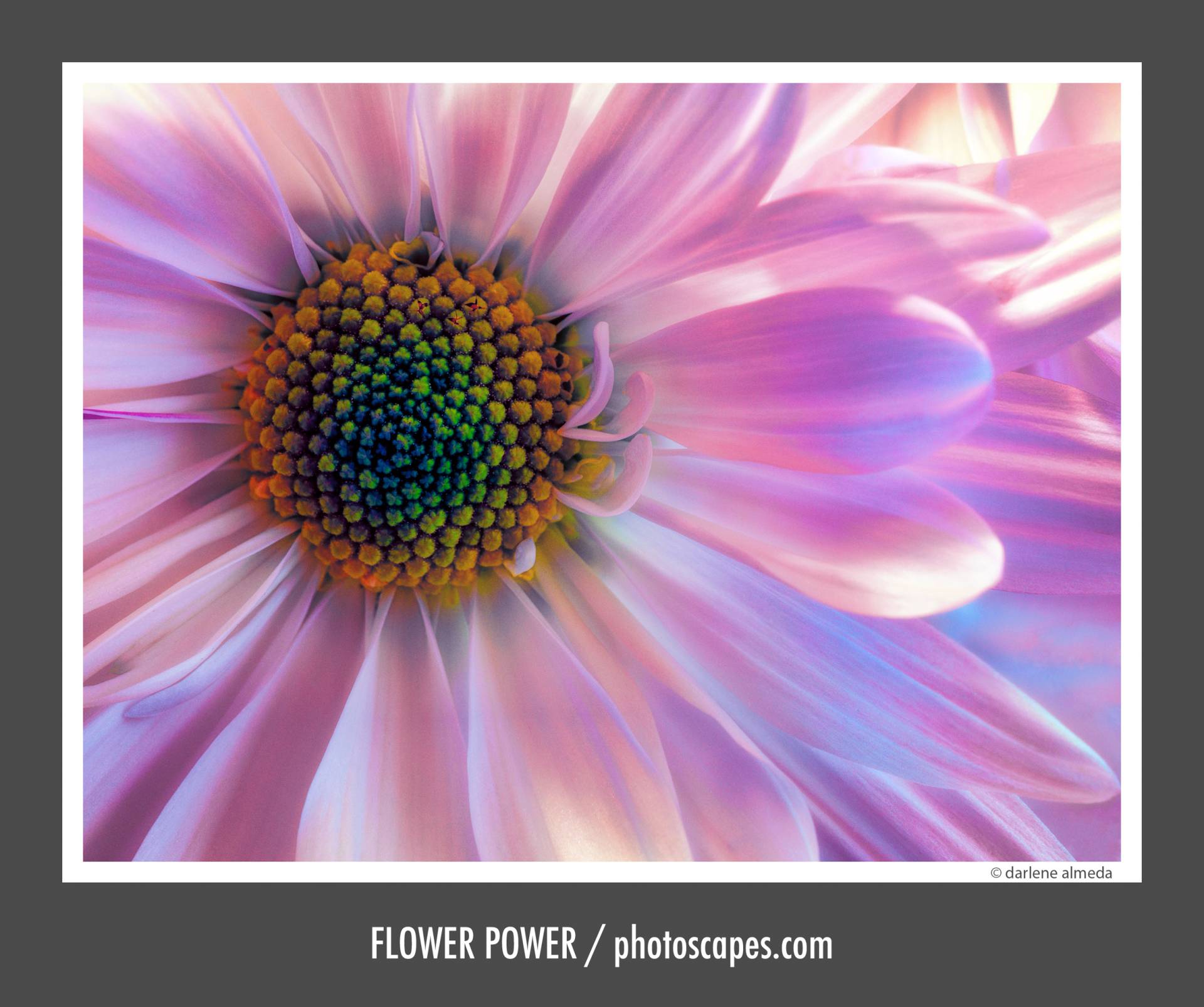 FLOWER POWER