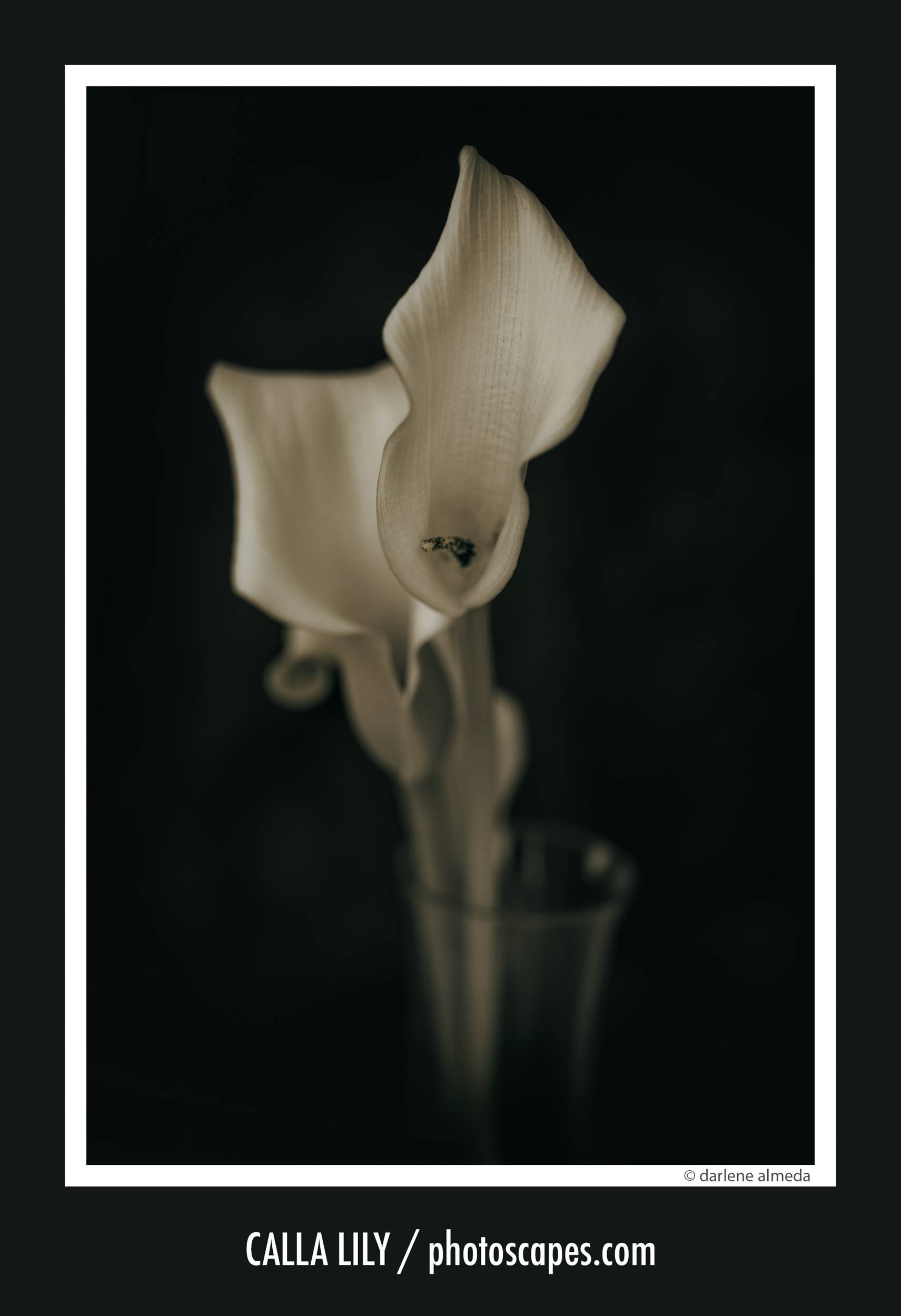 CALLA LILY