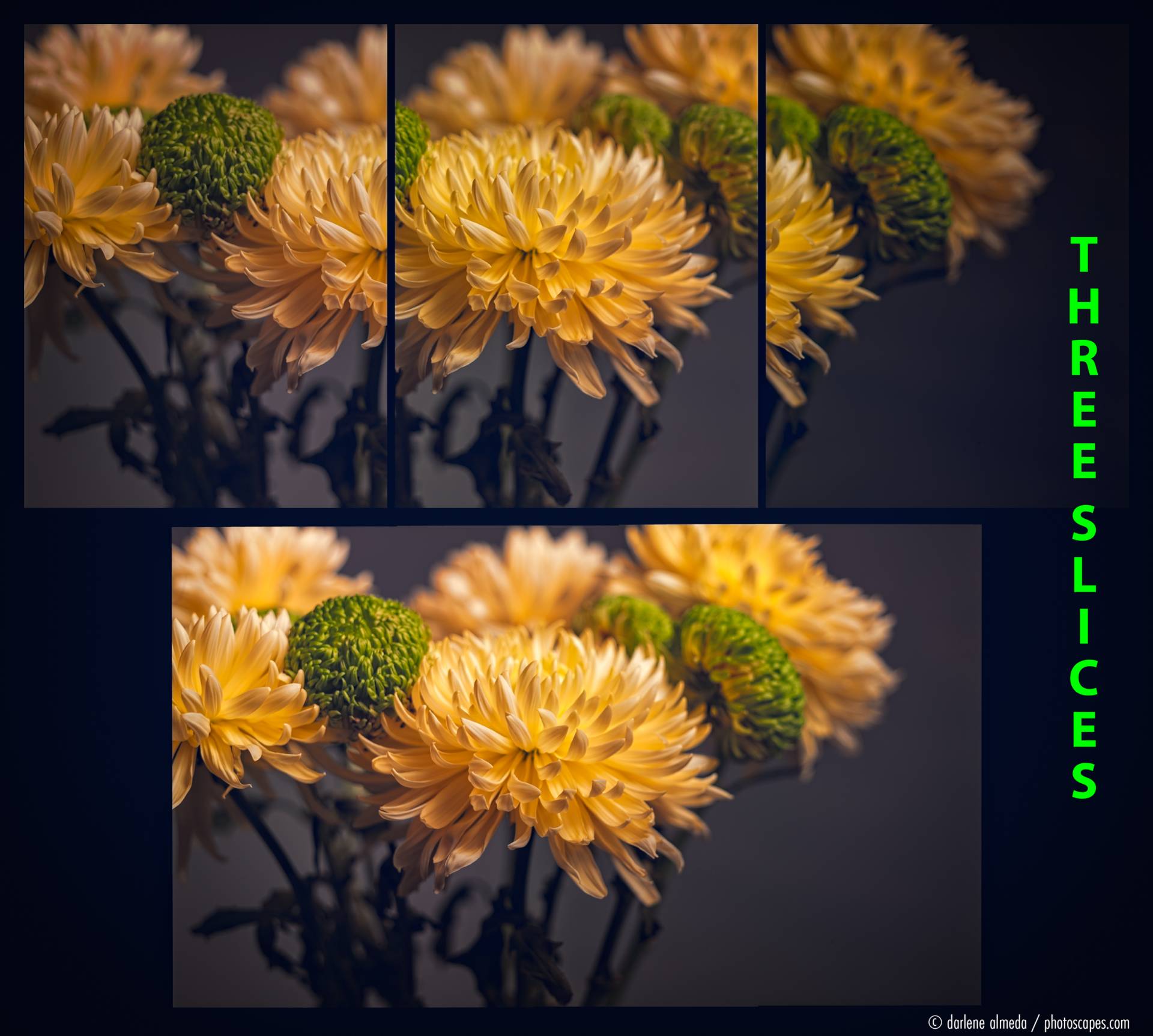 PHASE ONE P45 & FLEXADAPTER: SLICES & FINISHED PANO