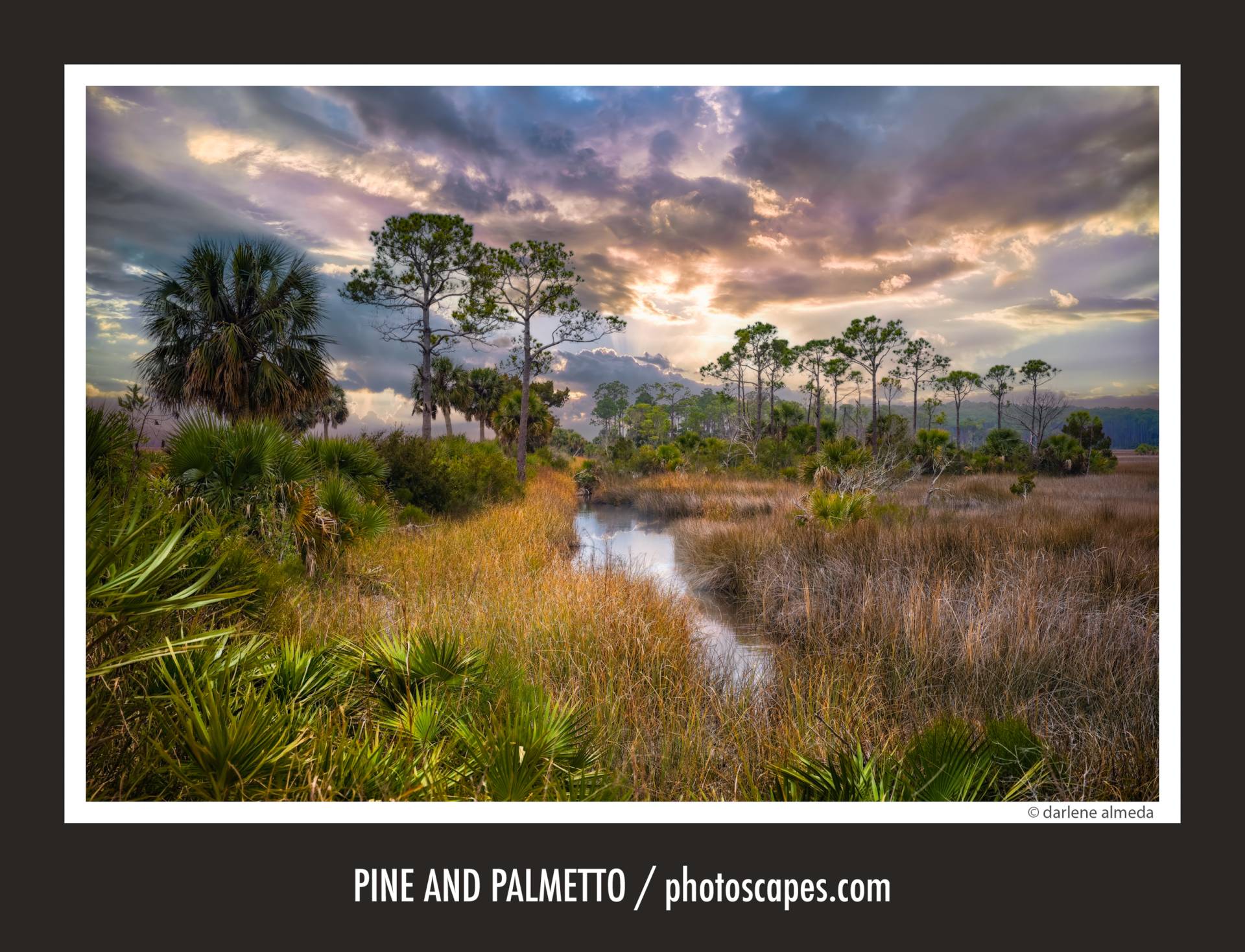 PINE AND PALMETTO
