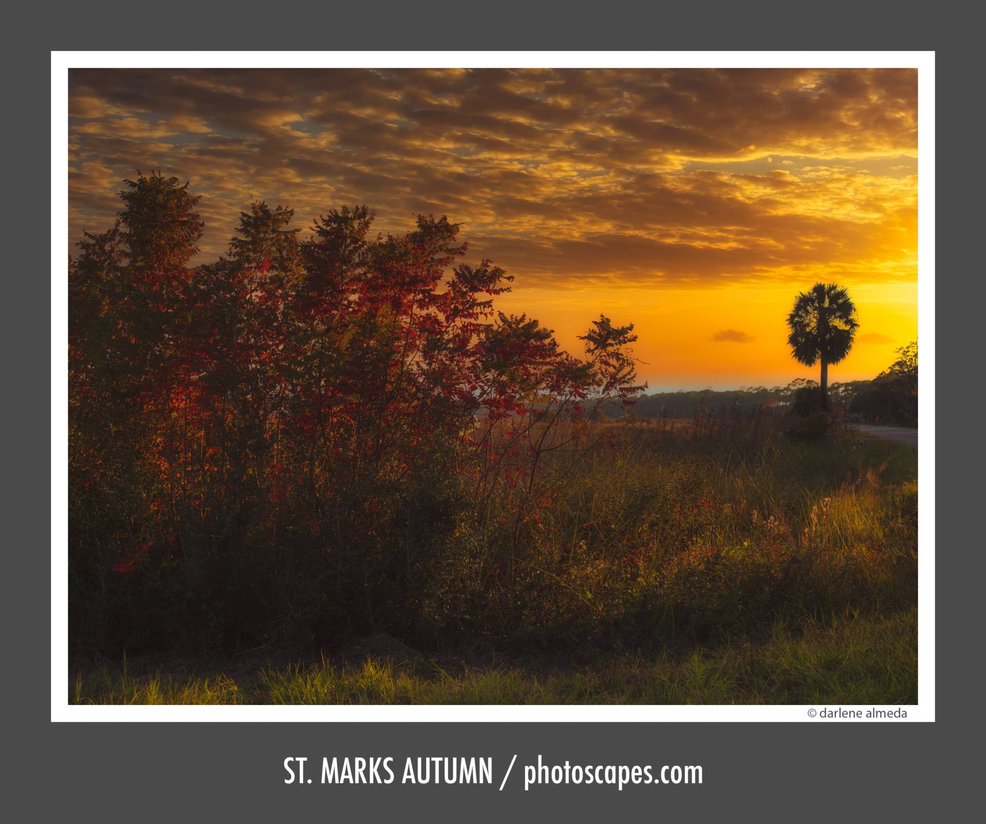 AUTUMN ON ST. MARKS NWR