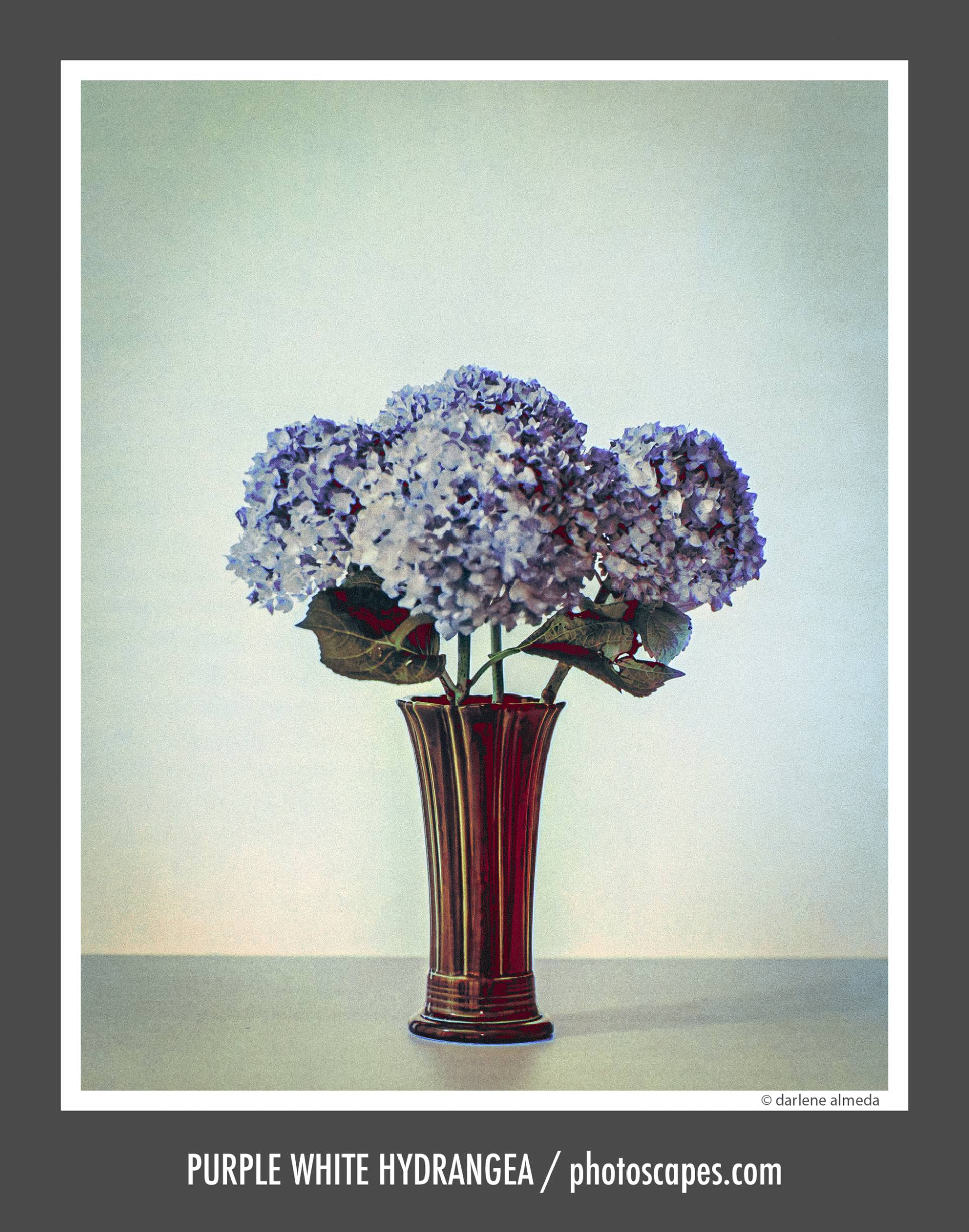 PURPLE WHITE HYDRANGEA