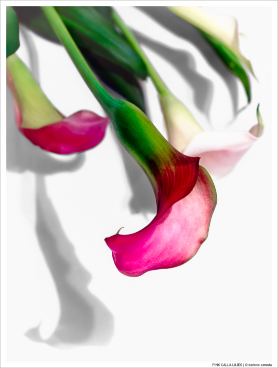 PINK CALLA LILIES