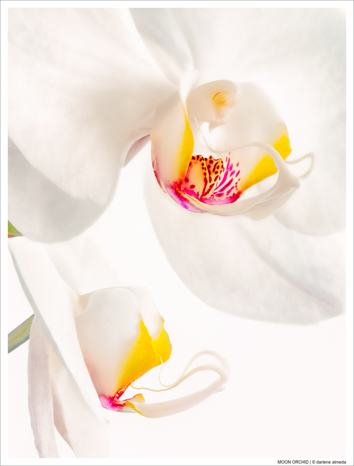MOON ORCHID