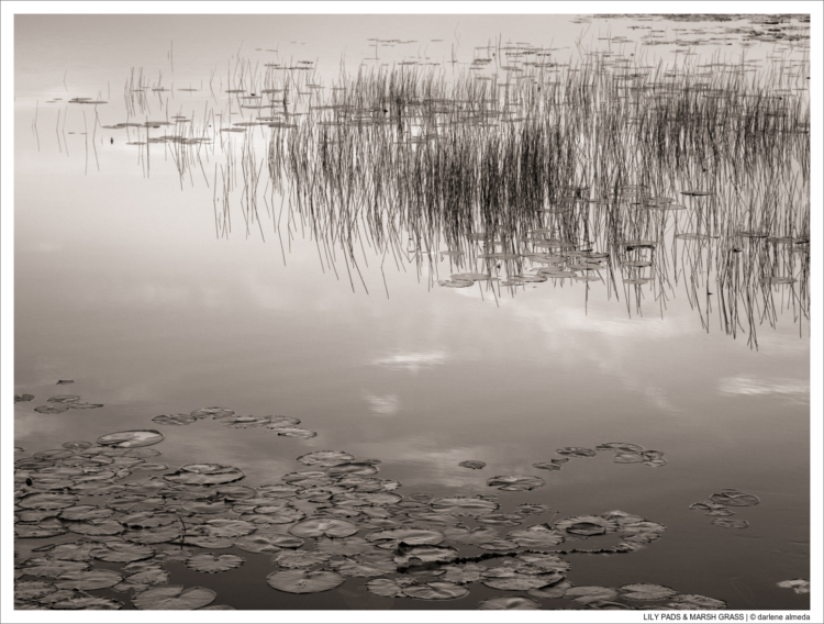 LILY PADS & MARSH GRASS