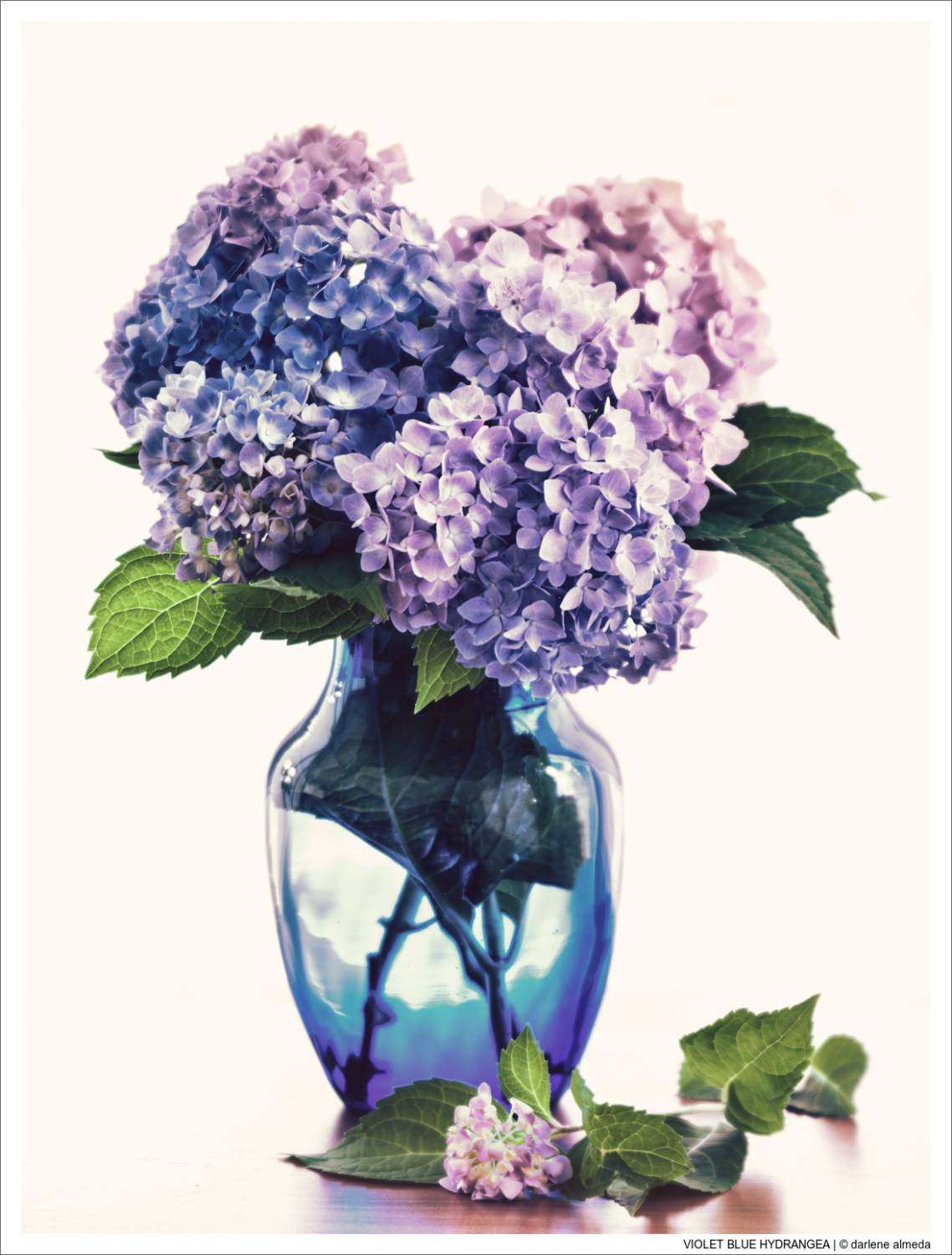 VIOLET BLUE HYDRANGEA