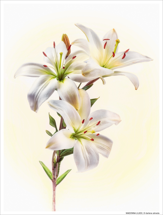 MADONNA LILIES