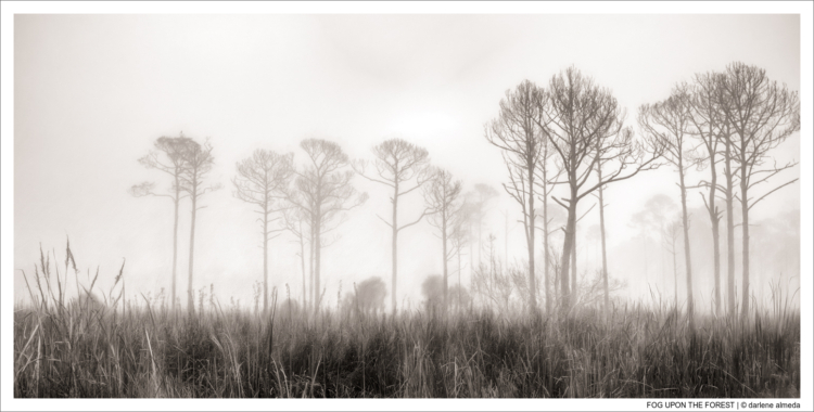 FOG UPON THE FOREST