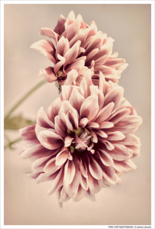 PINK CHRYSANTHEMUM