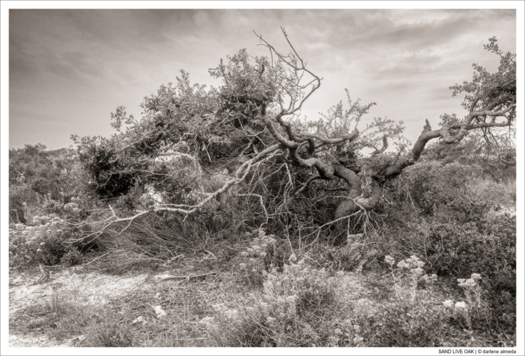 SAND LIVE OAK