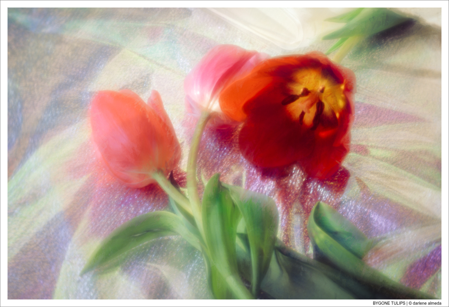 BYGONE TULIPS