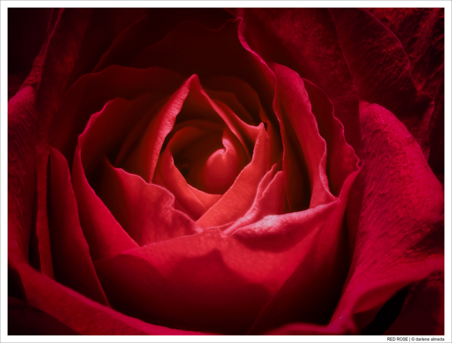 RED ROSE
