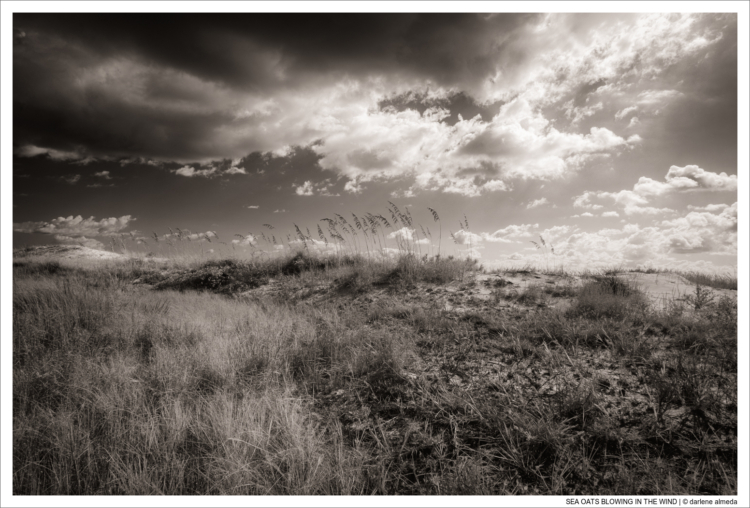 SEA OATS BLOWING IN THE WIND