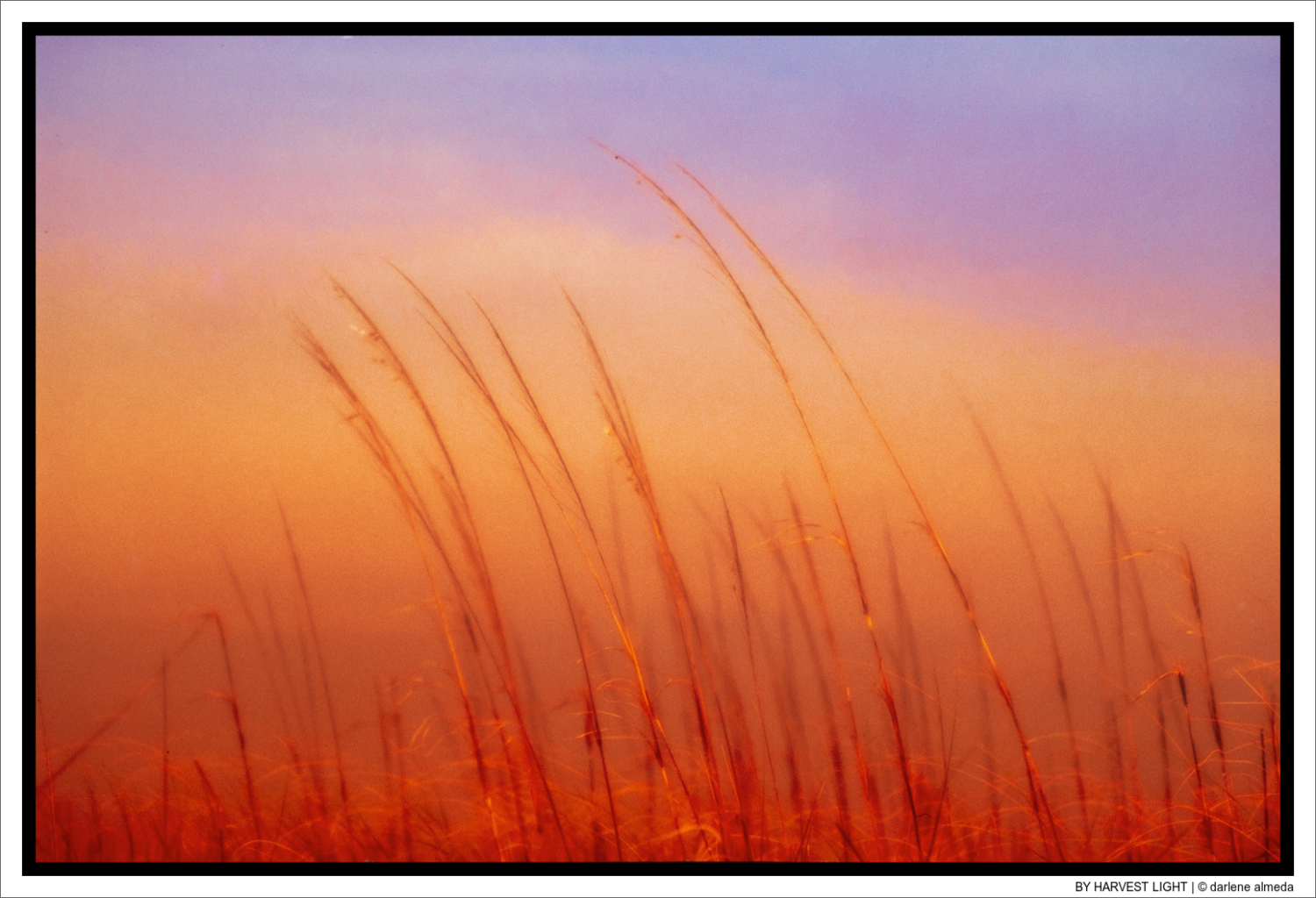 BY HARVEST LIGHT