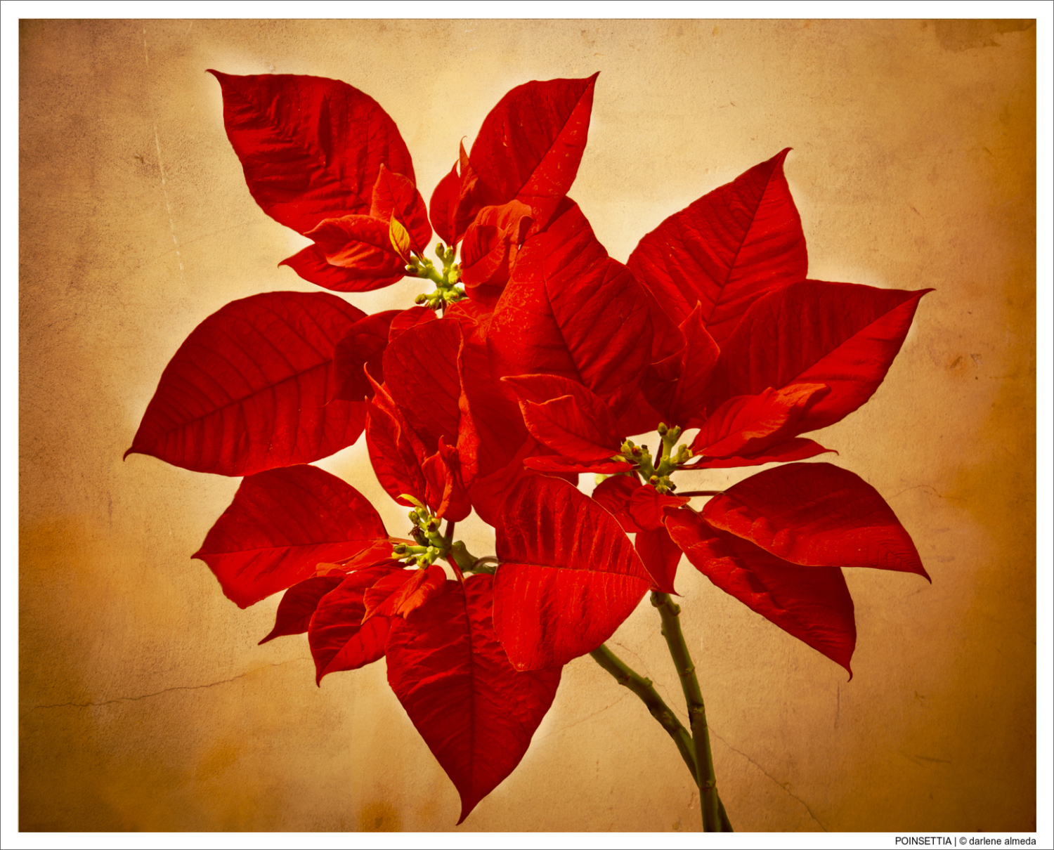 POINSETTIA