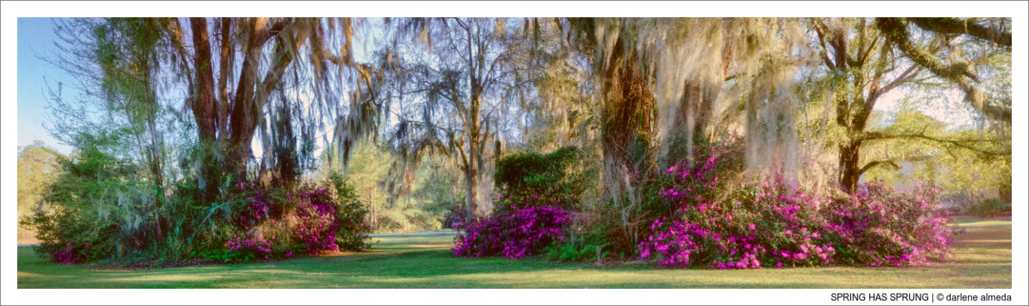 SPRING HAS SPRUNG