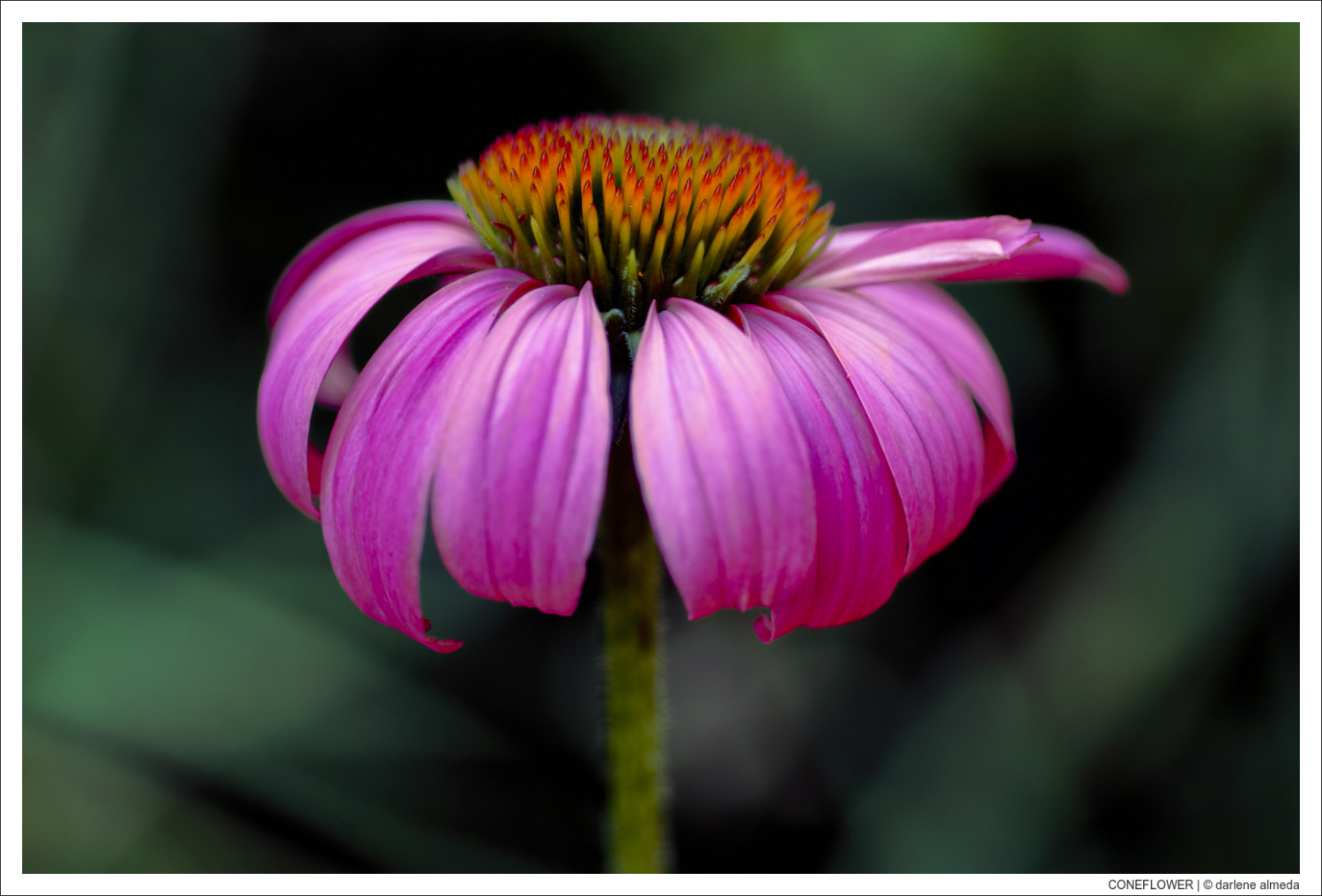 CONEFLOWER