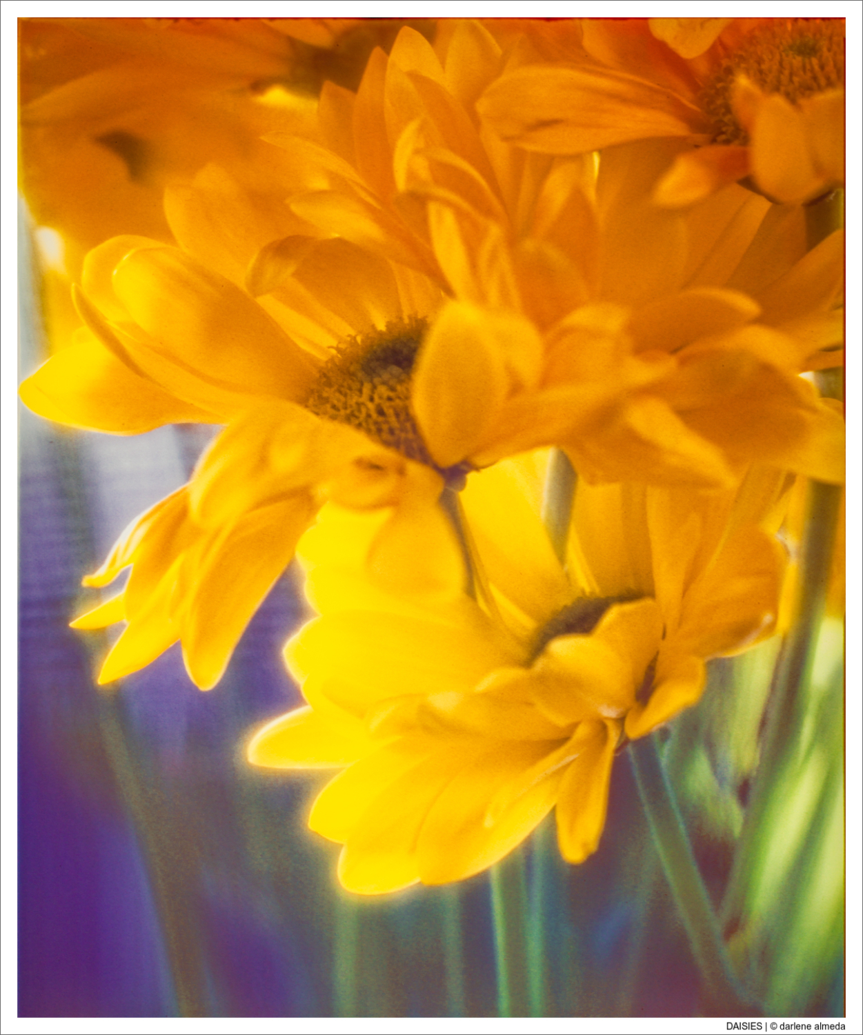 DAISIES