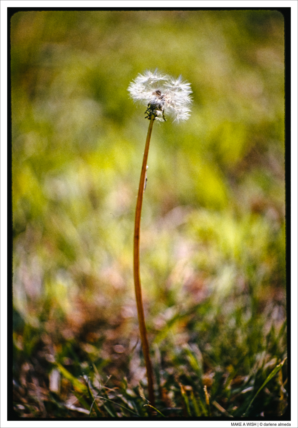 MAKE A WISH