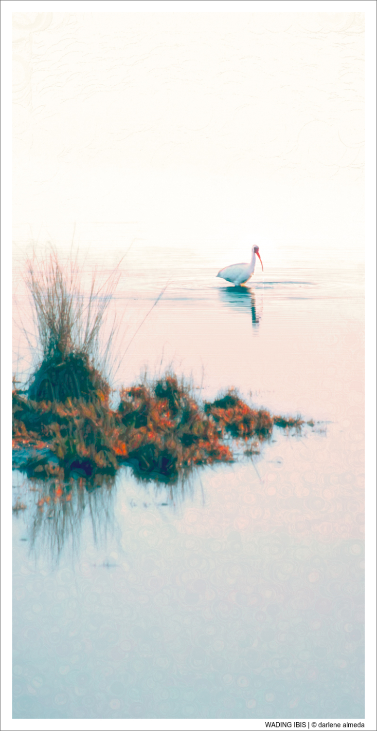 WADING IBIS
