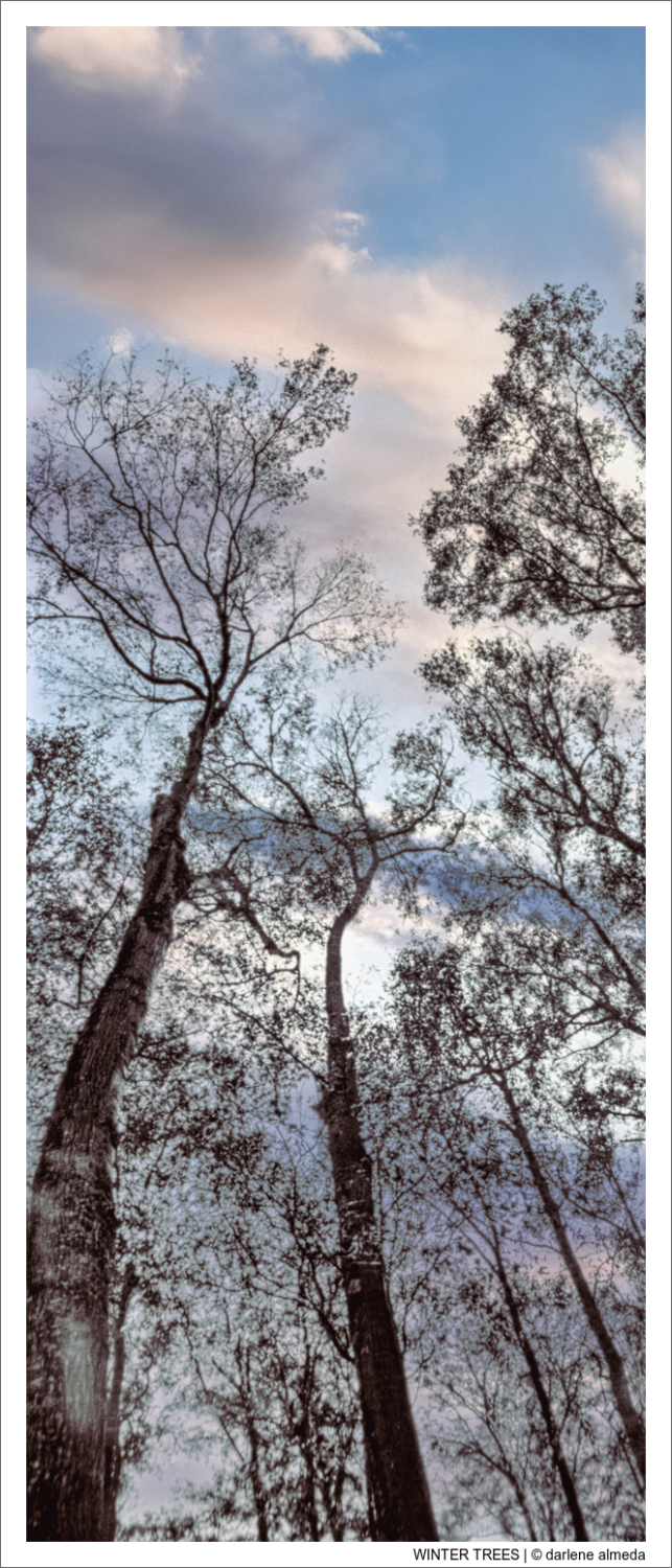WINTER TREES