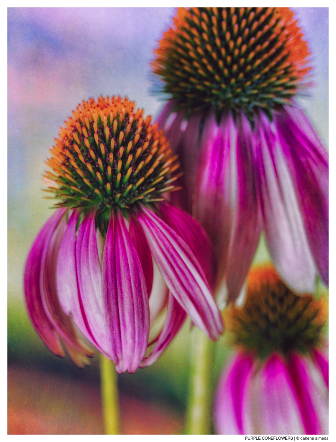 PURPLE CONEFLOWERS