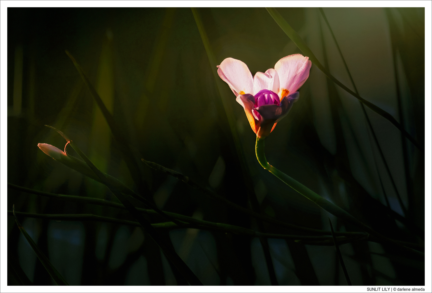 SUNLIT LILY