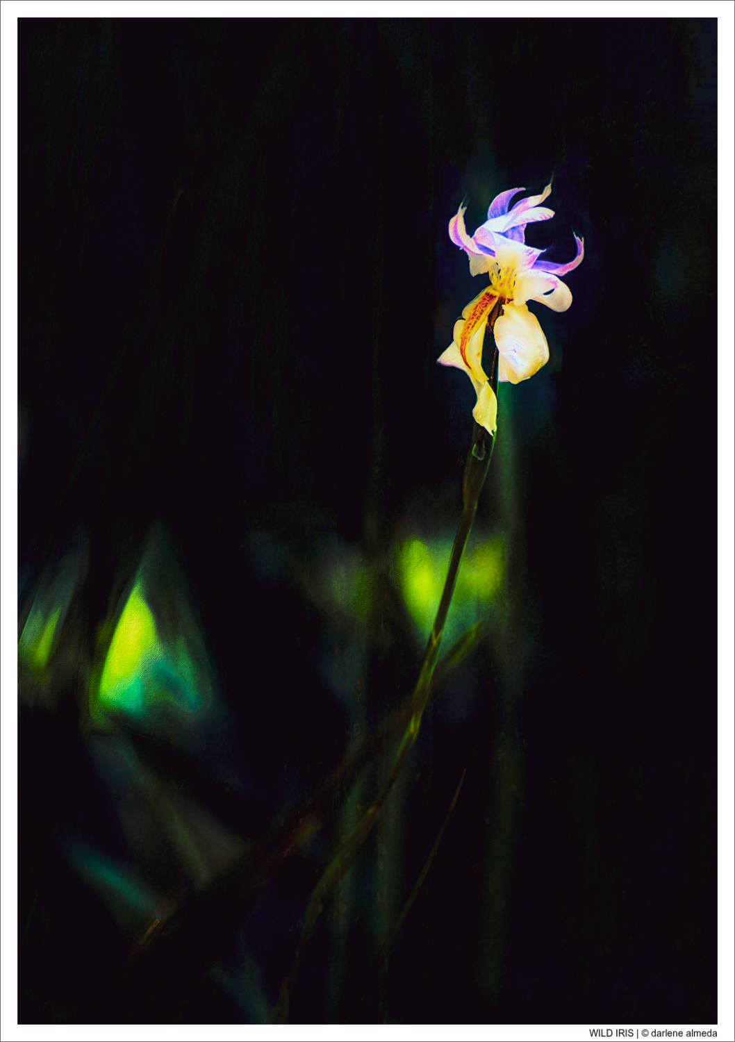 WILD IRIS