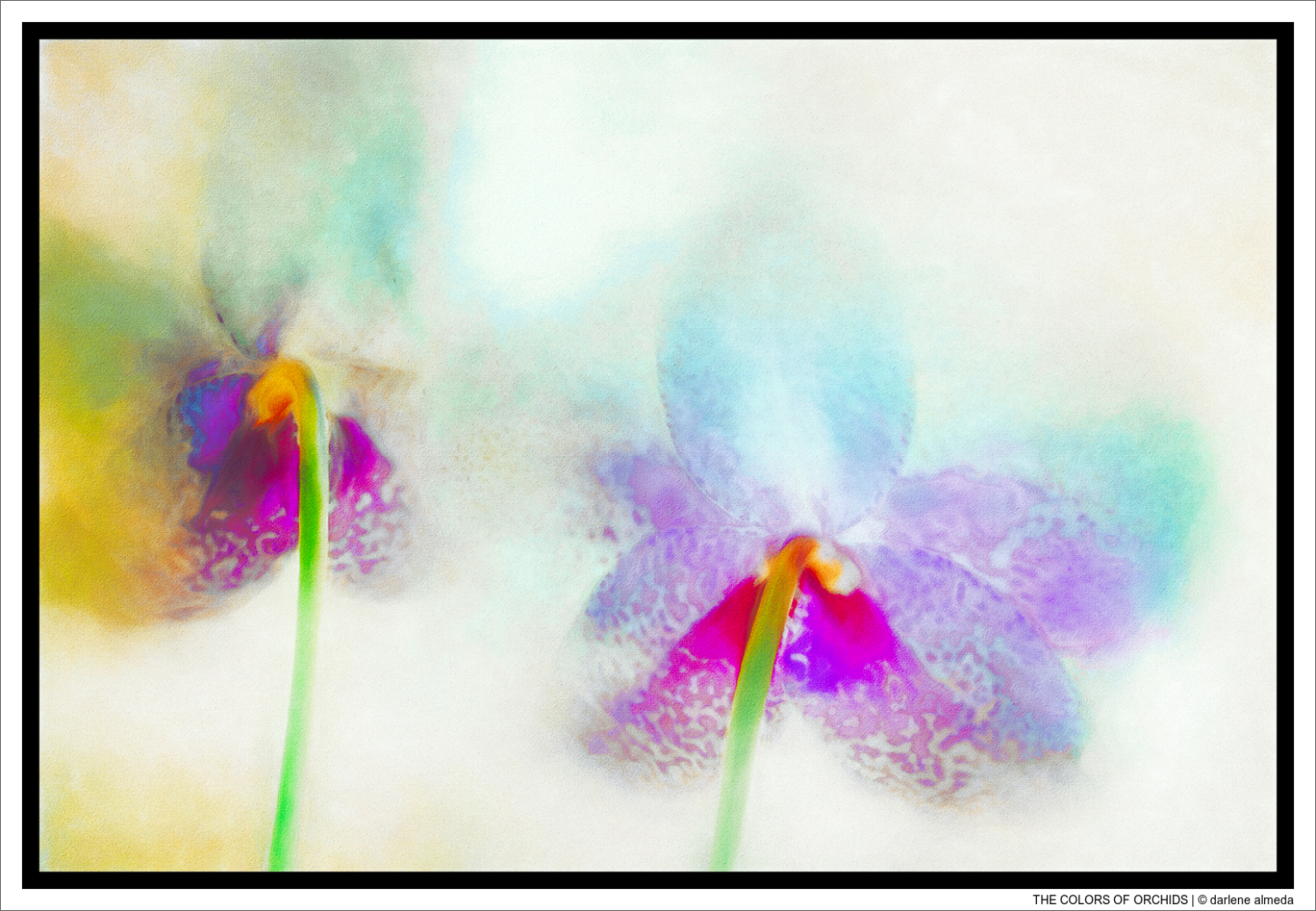 THE COLORS OF ORCHIDS