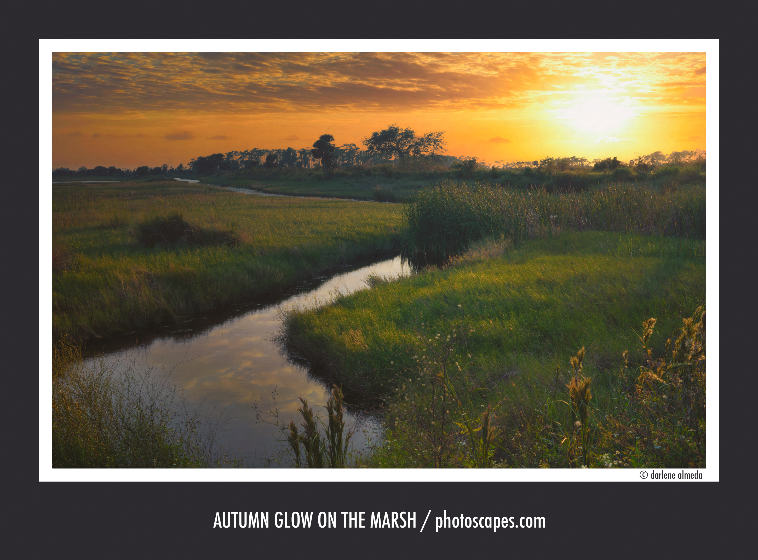 Beauty After The Storm: St. Marks NWR After Hurricane Helene