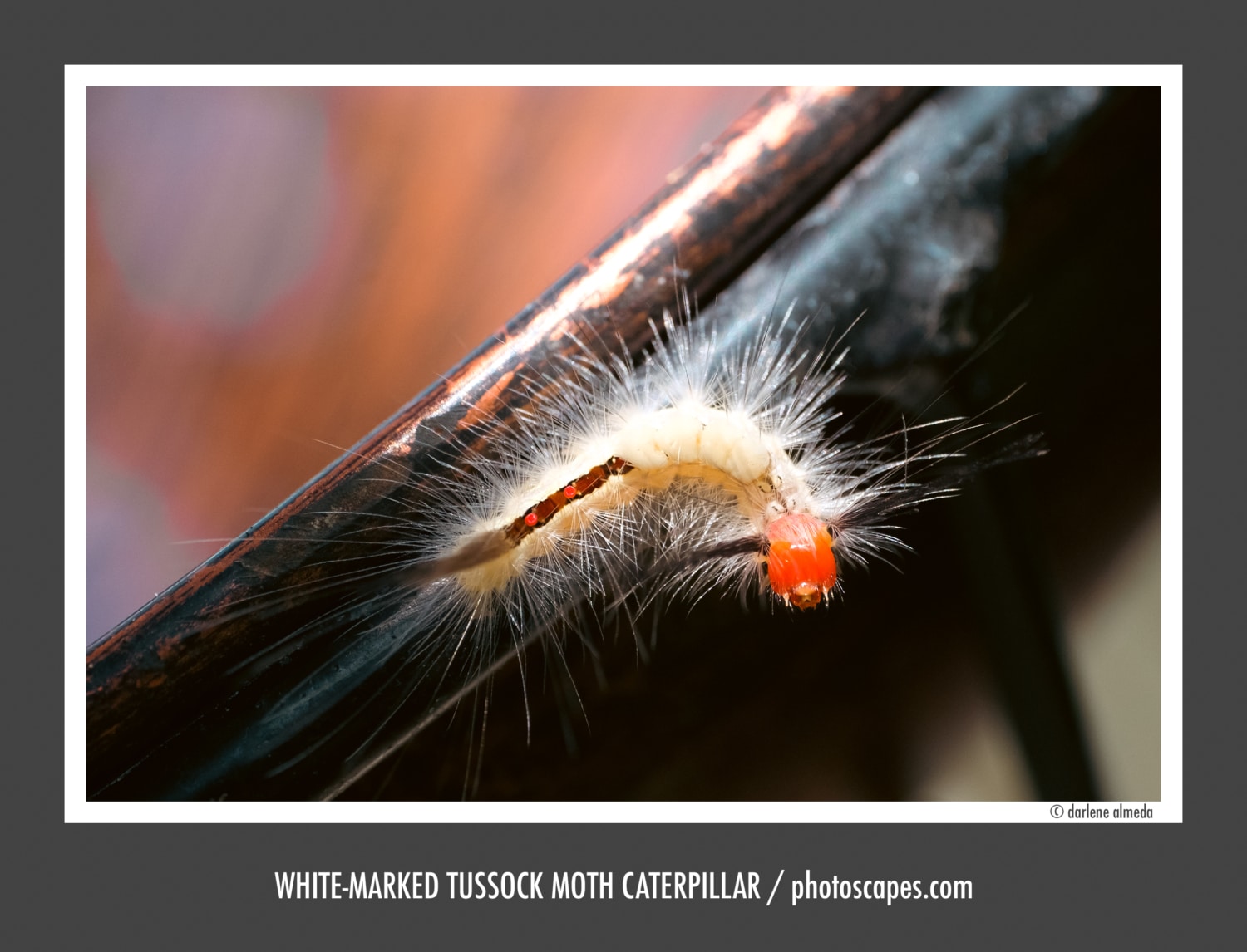 WHITE-MARKED TUSSOCK MOTH CATERPILLAR