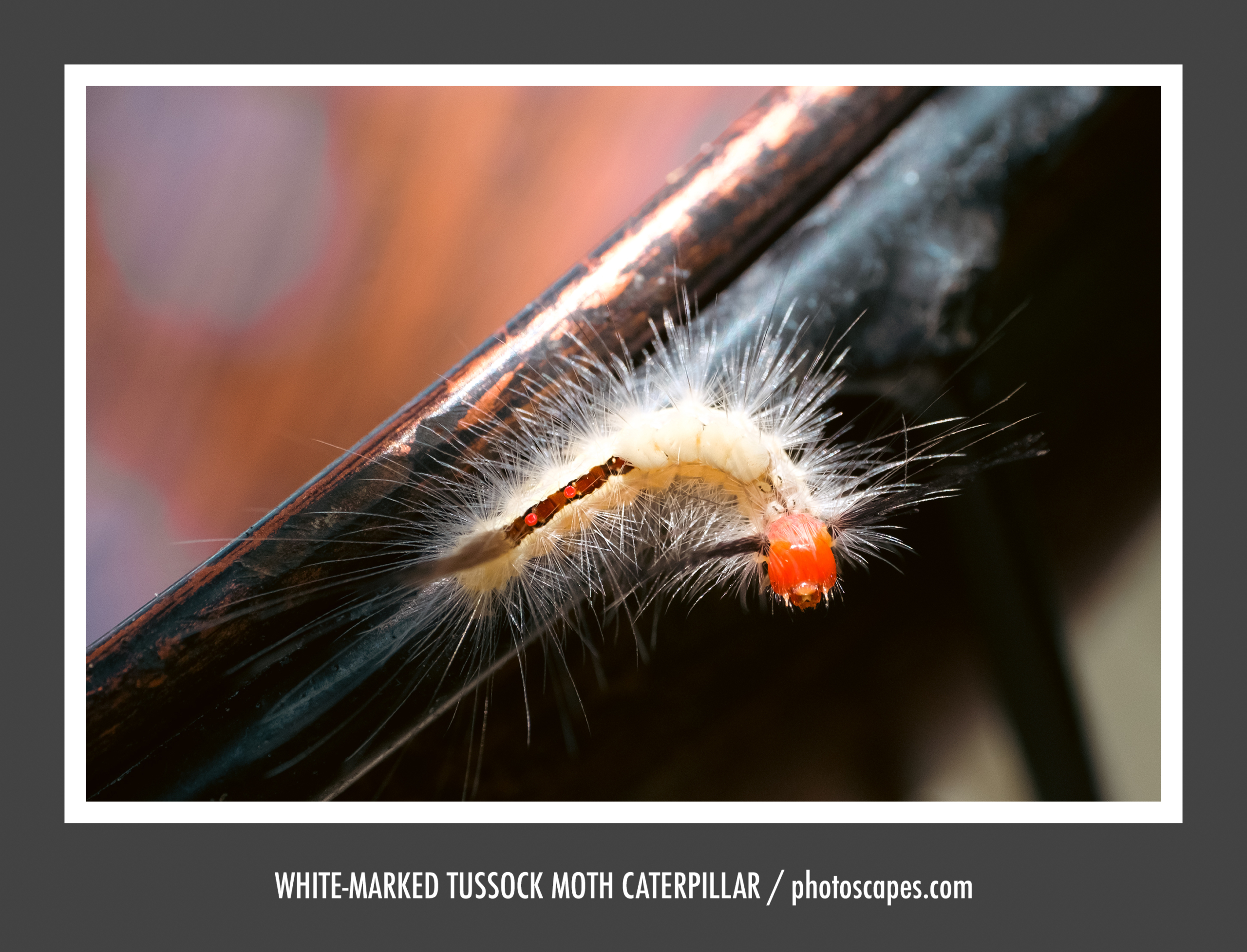 Simplicity in Macro Photography: Capturing a Moving Subject