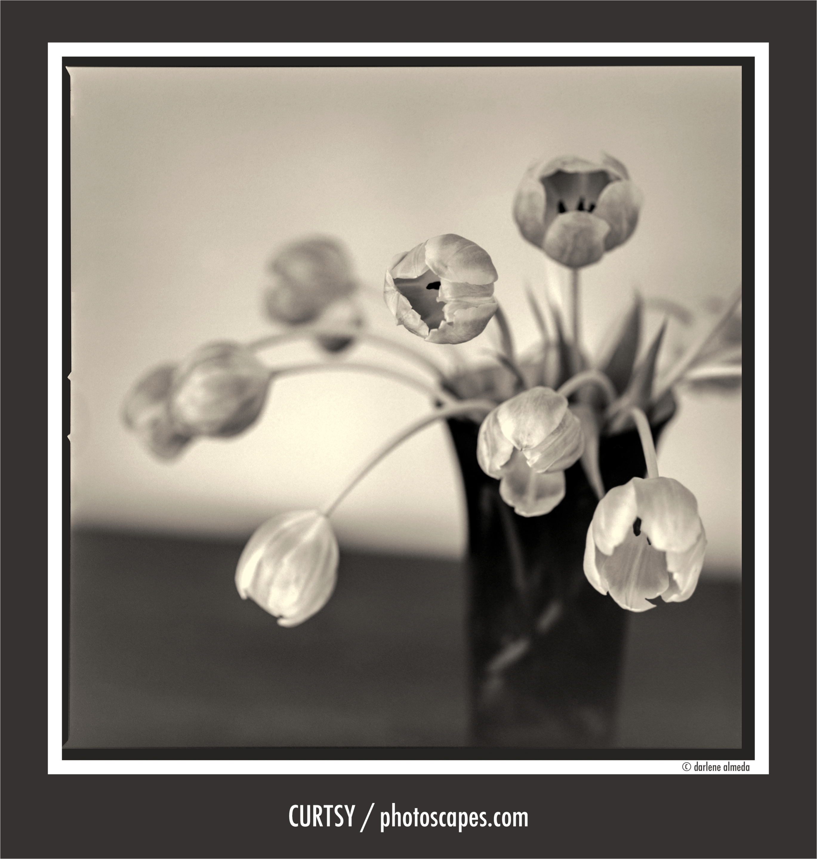 Curtsy: A Story of Resilience, Photography, and the Power of Art