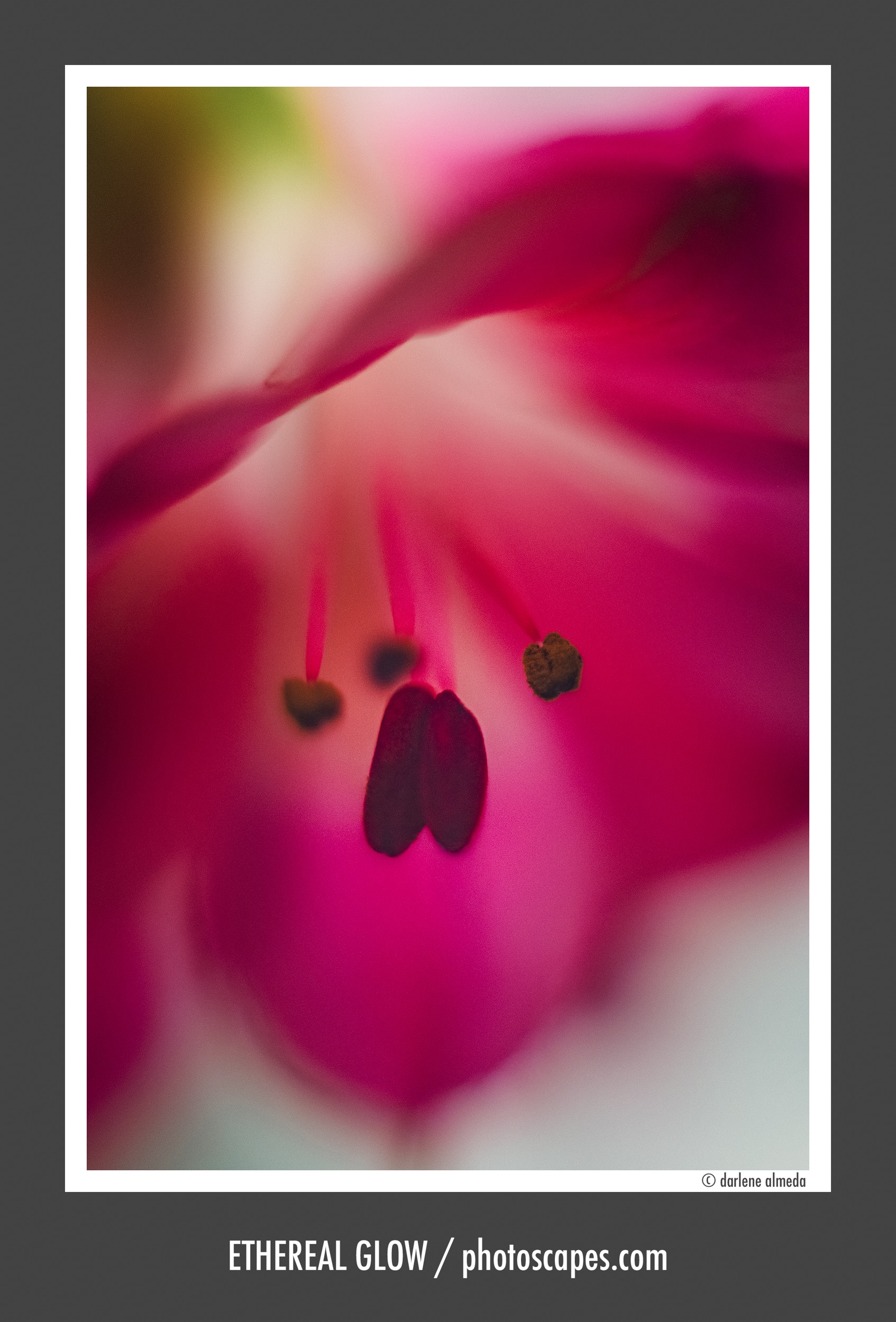 Capturing Ethereal Glow with Extension Tubes