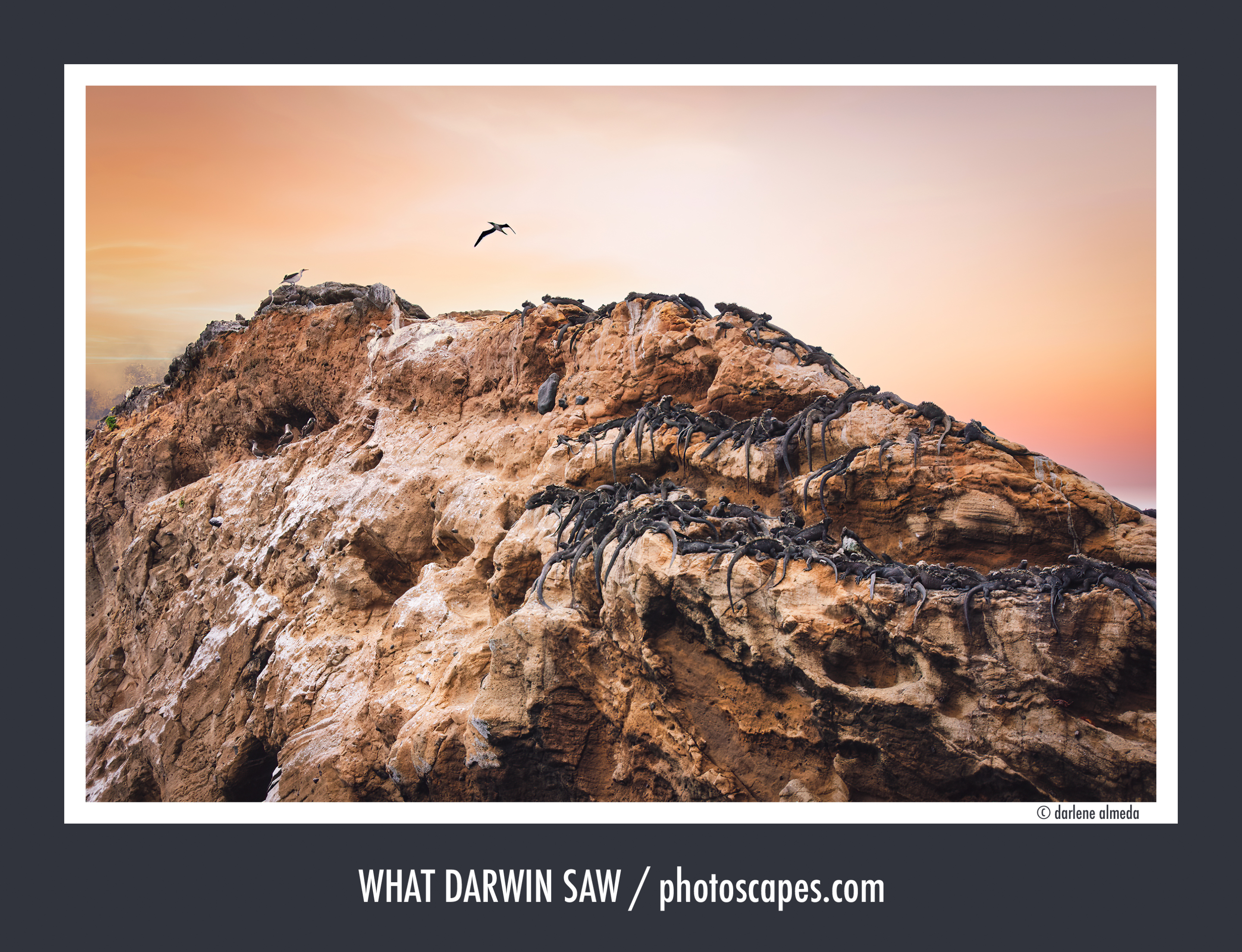 What Darwin Saw: My First Steps into Digital Photography