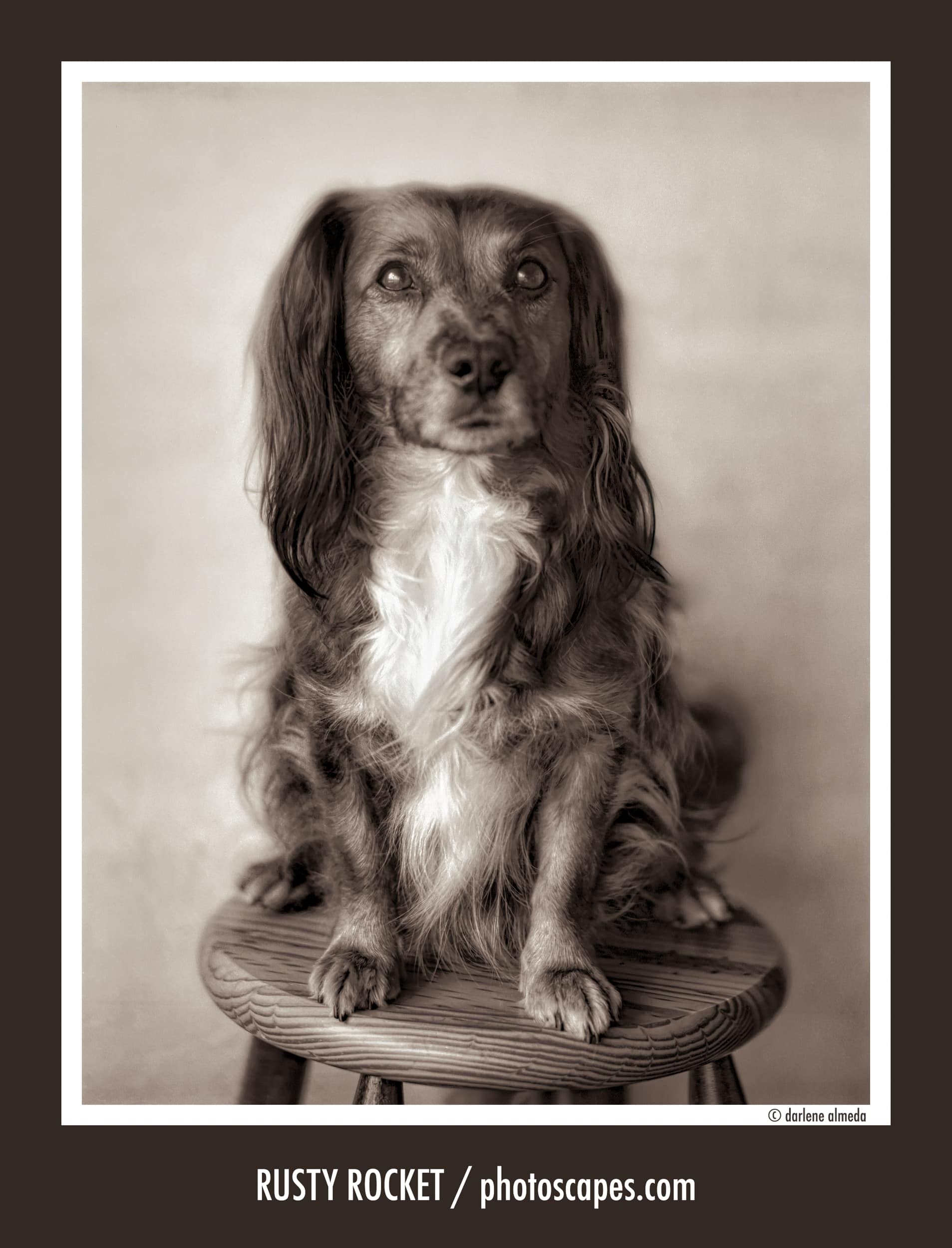 Why Pet Portraits Matter: Rusty Rocket