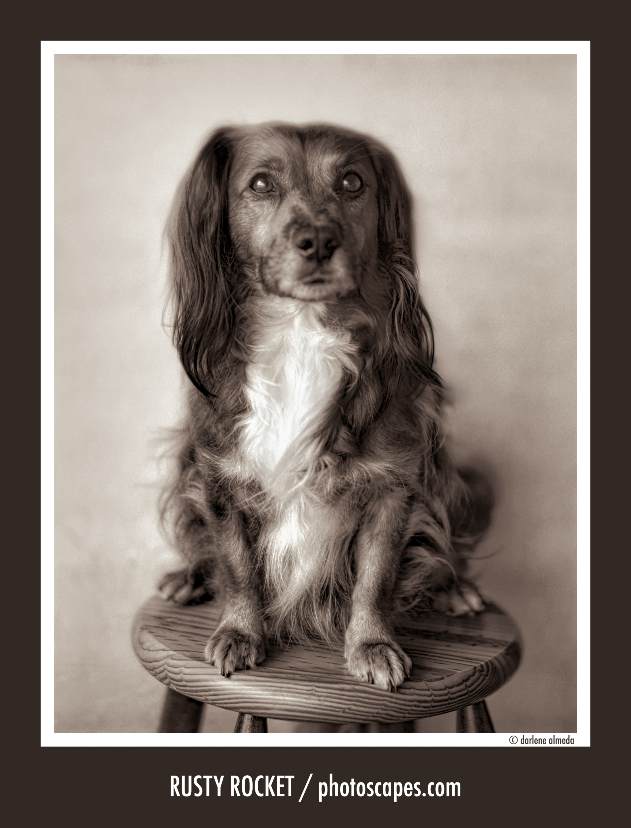 Why Pet Portraits Matter: Rusty Rocket