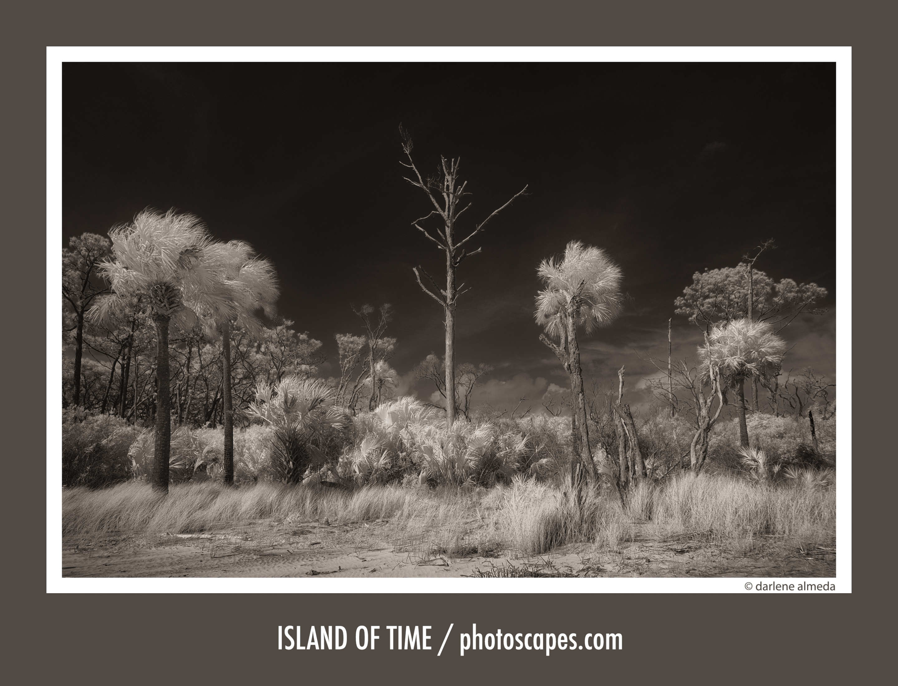 Infrared Photography at Big Talbot Island: Magic in Monochrome