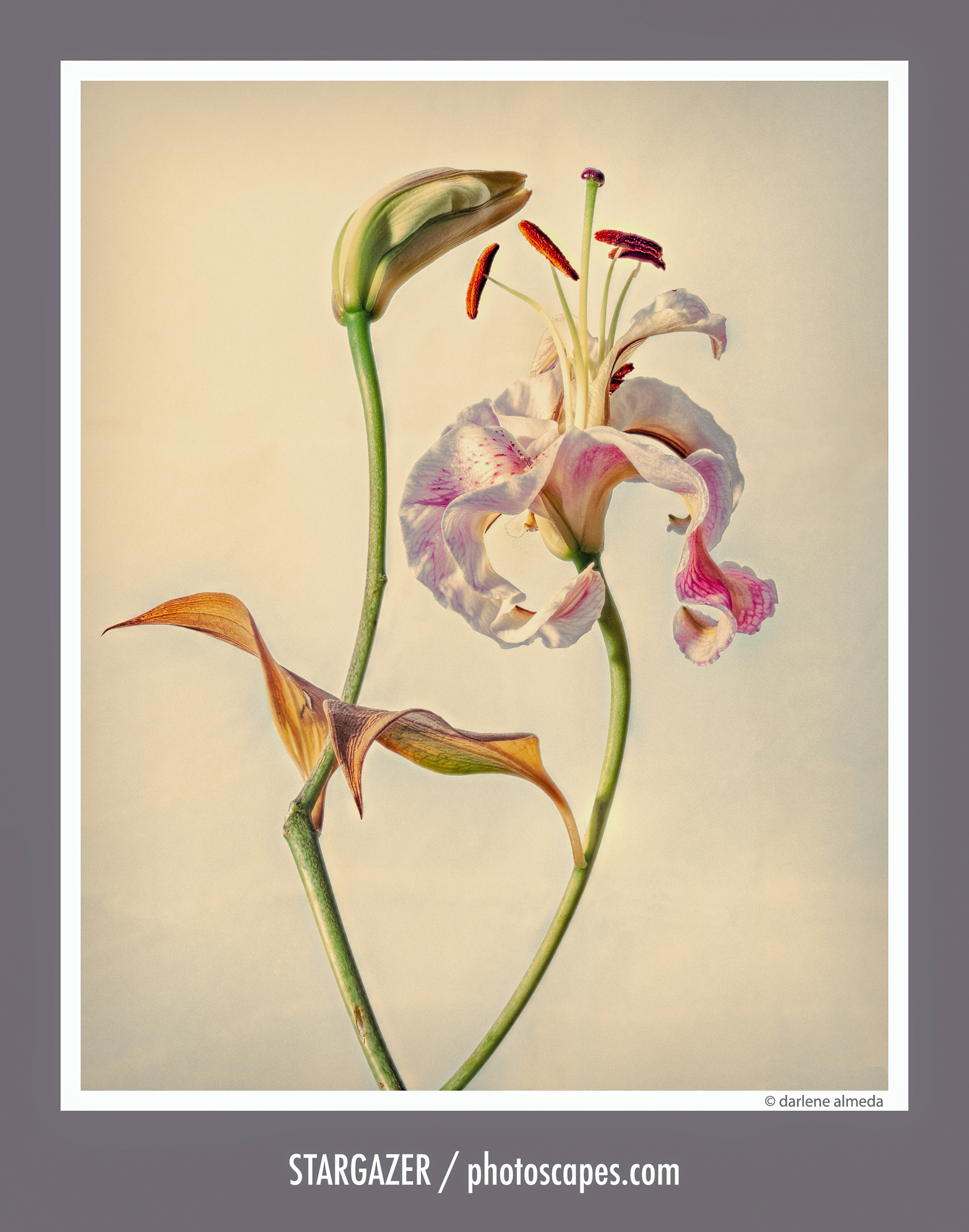 Stargazer: A Reflection on Light, Stillness, and Craft