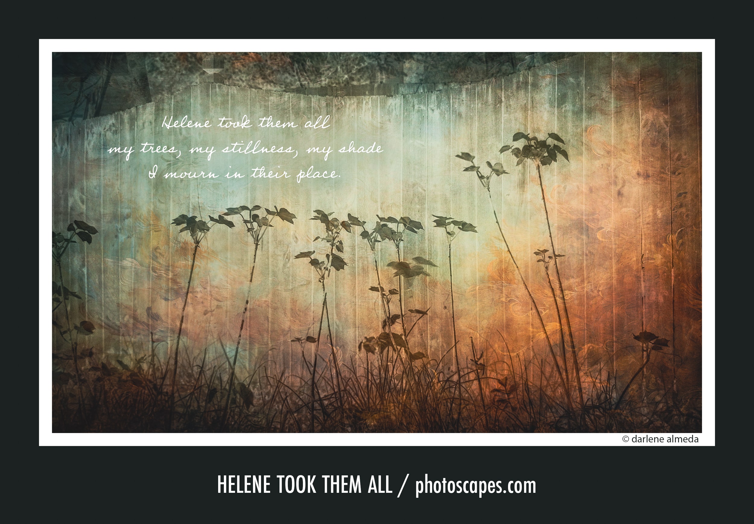 A Photo Project Is Born: I Mourn In Their Place