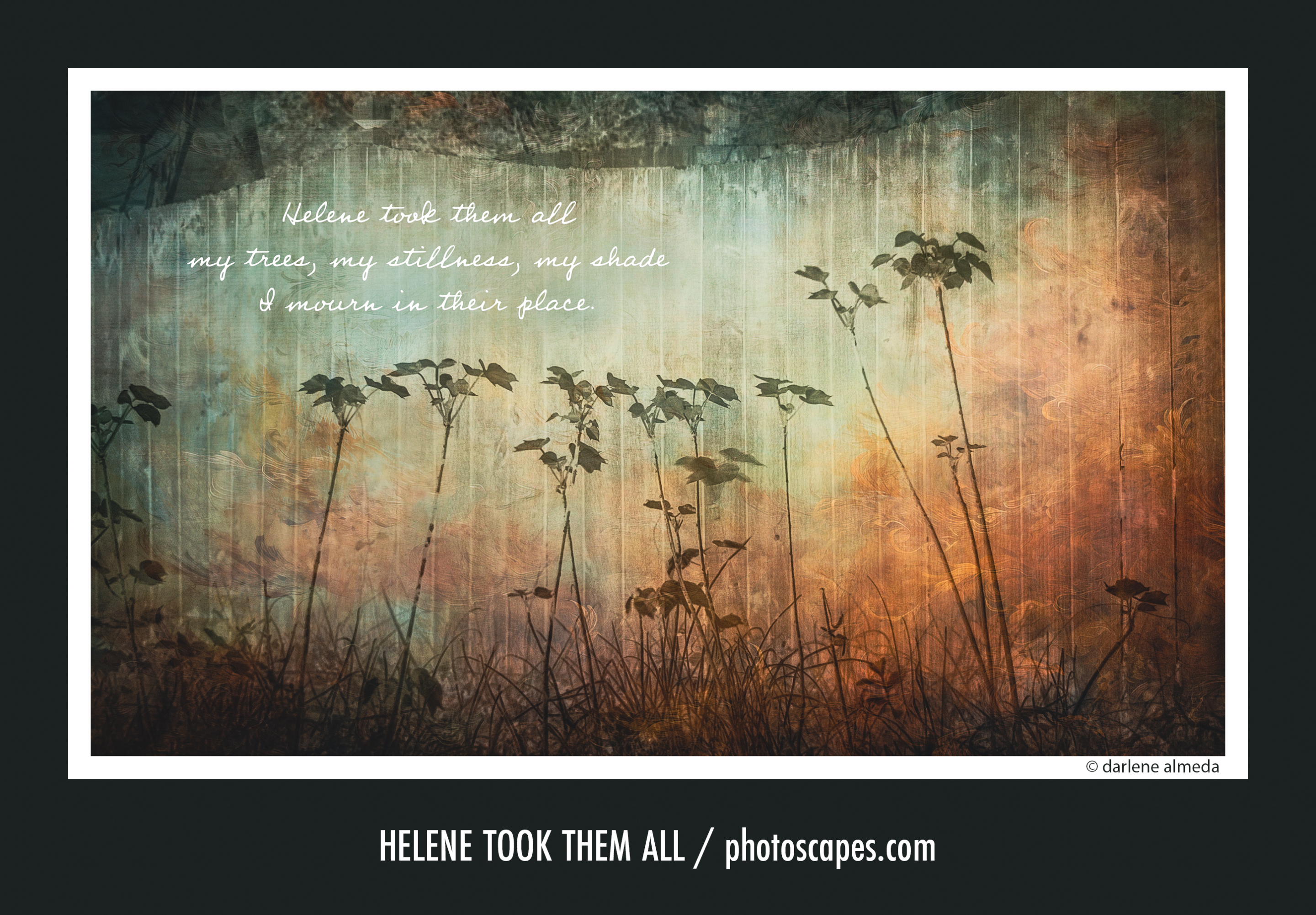 A Photo Project Is Born: I Mourn In Their Place