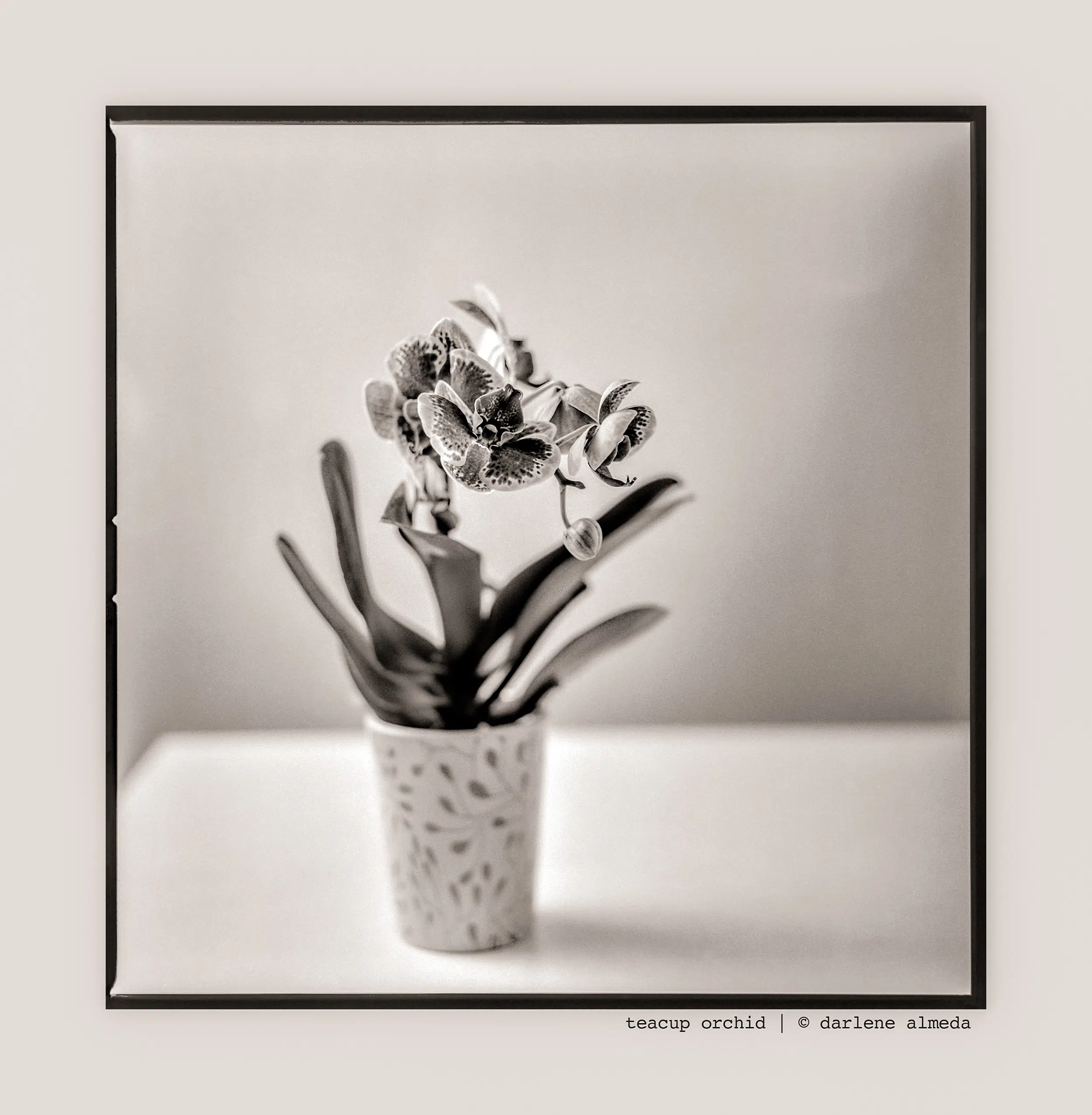 TEACUP ORCHID TEACUP ORCHID