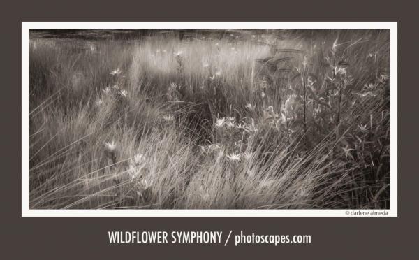 WILDFLOWER SYMPHONY