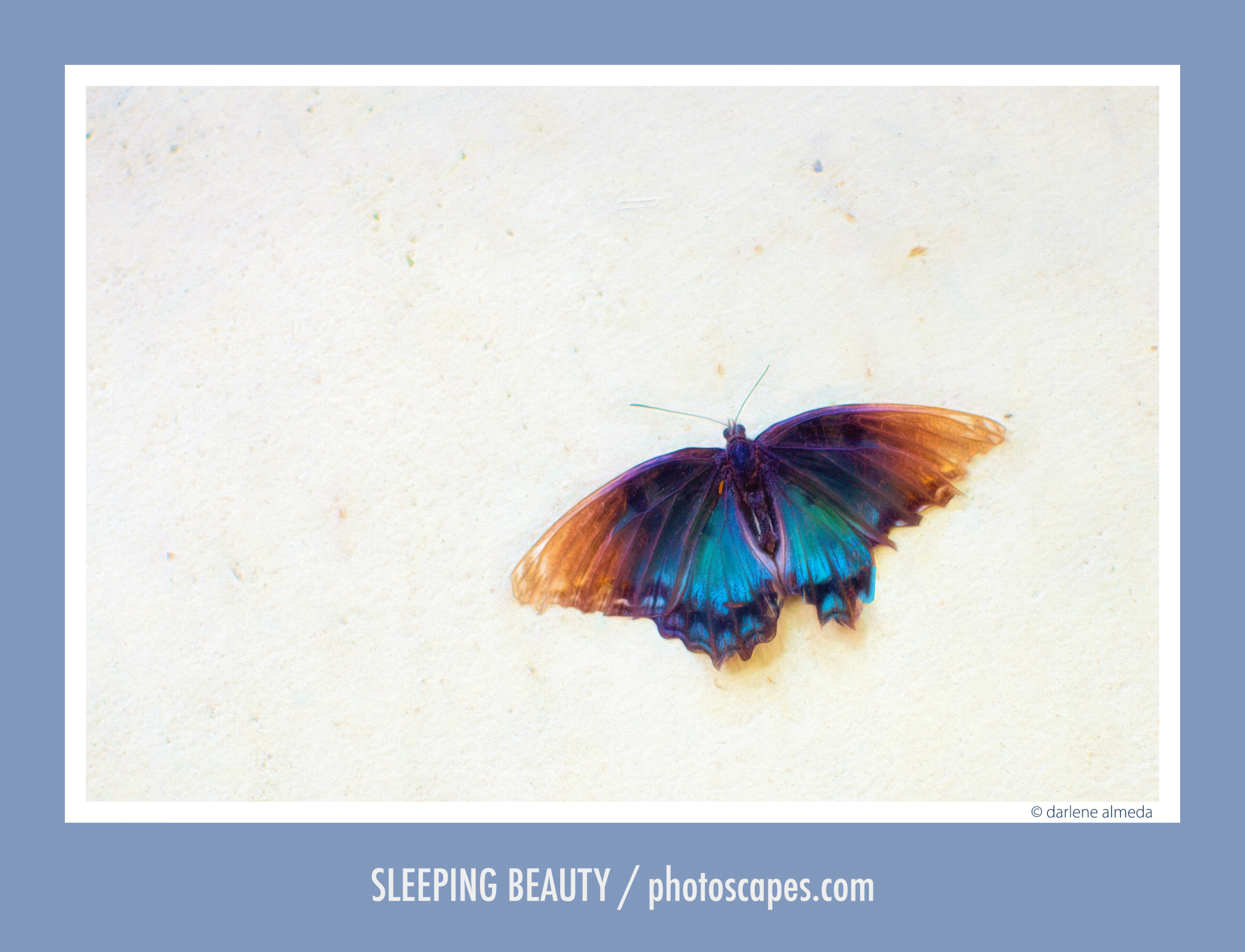 SLEEPING BEAUTY SLEEPING BEAUTY
