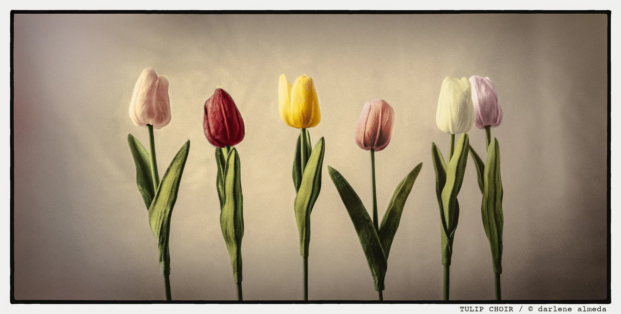 TULIP CHOIR TULIP CHOIR