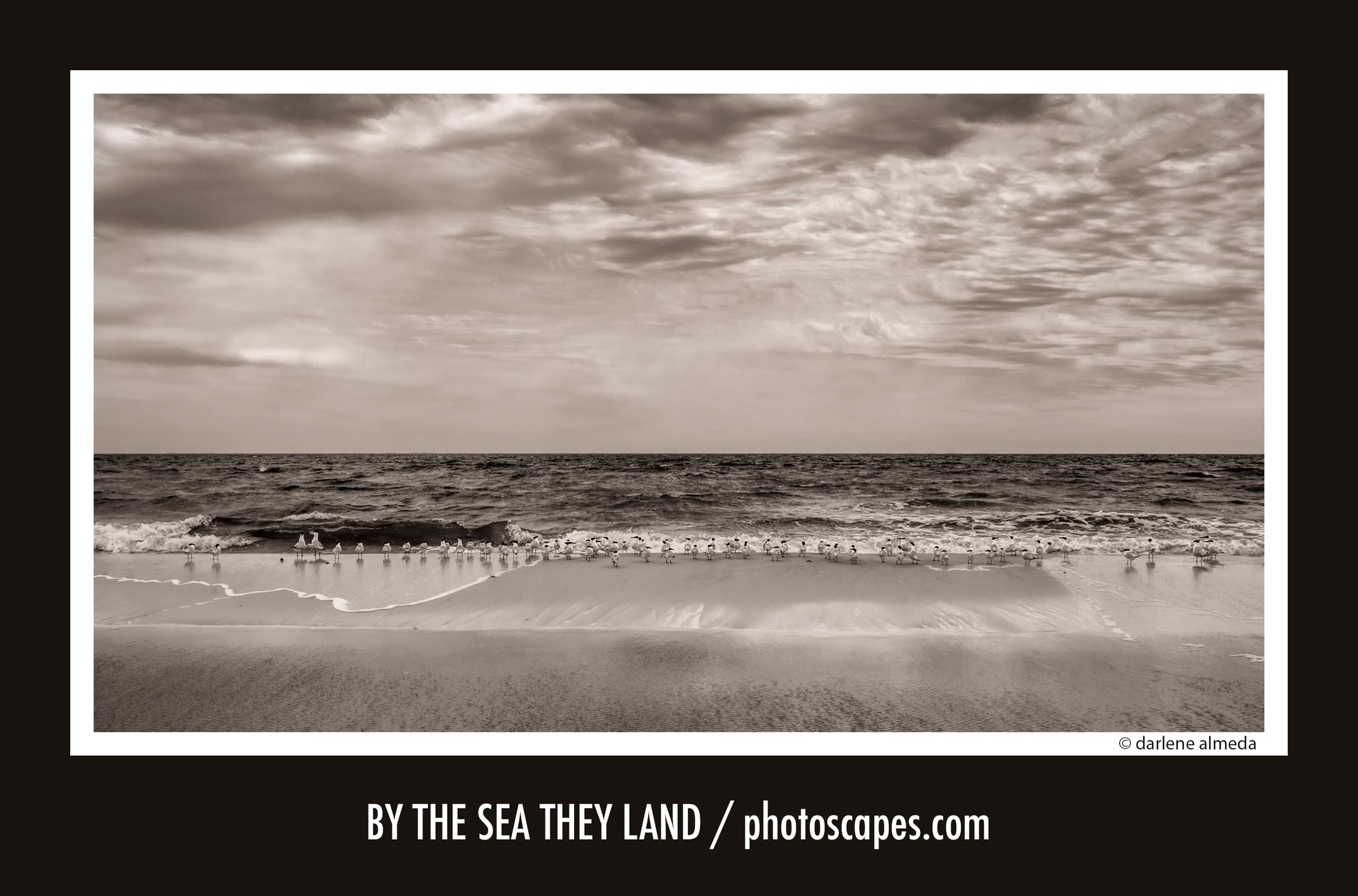 BY THE SEA THEY LAND