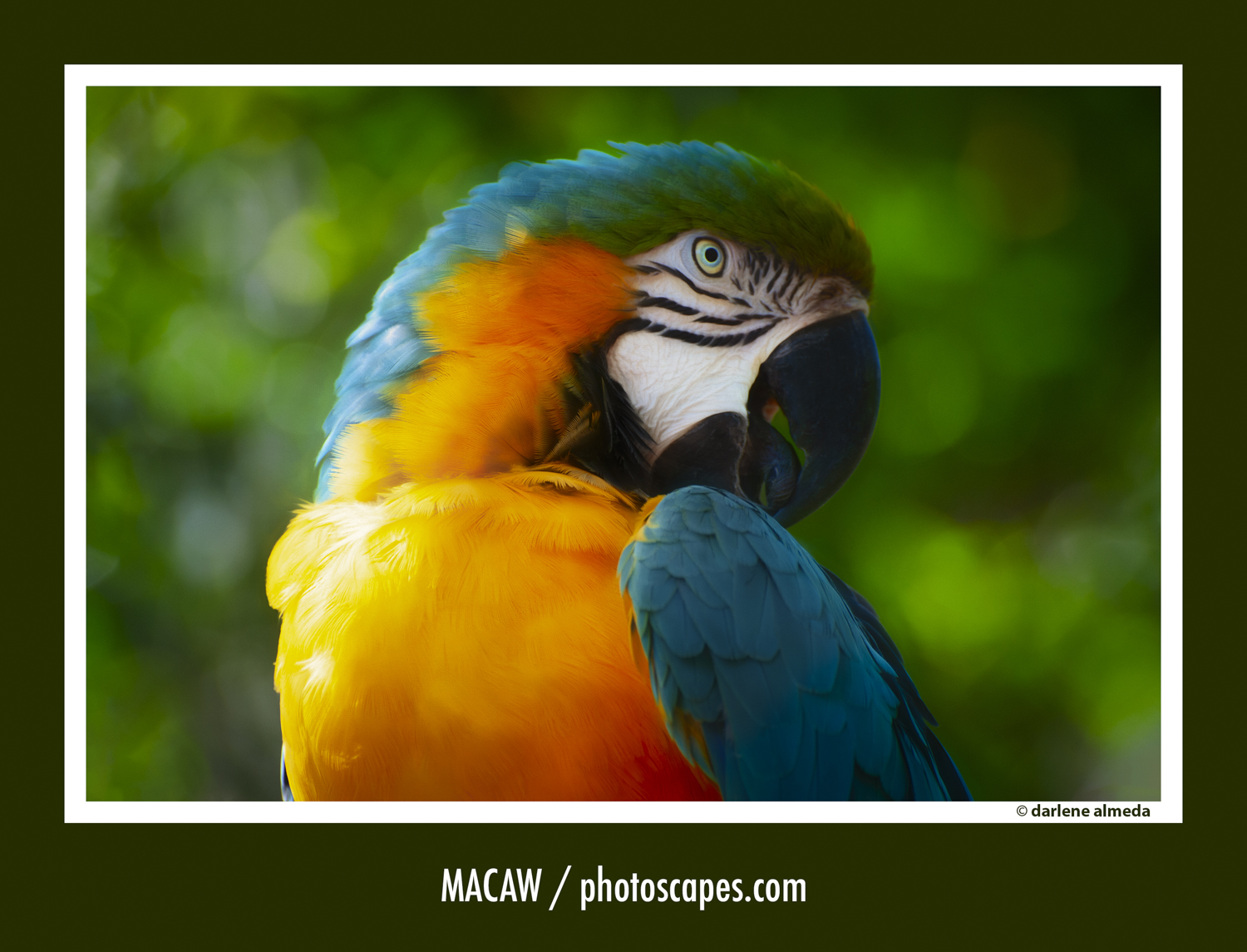 MACAW