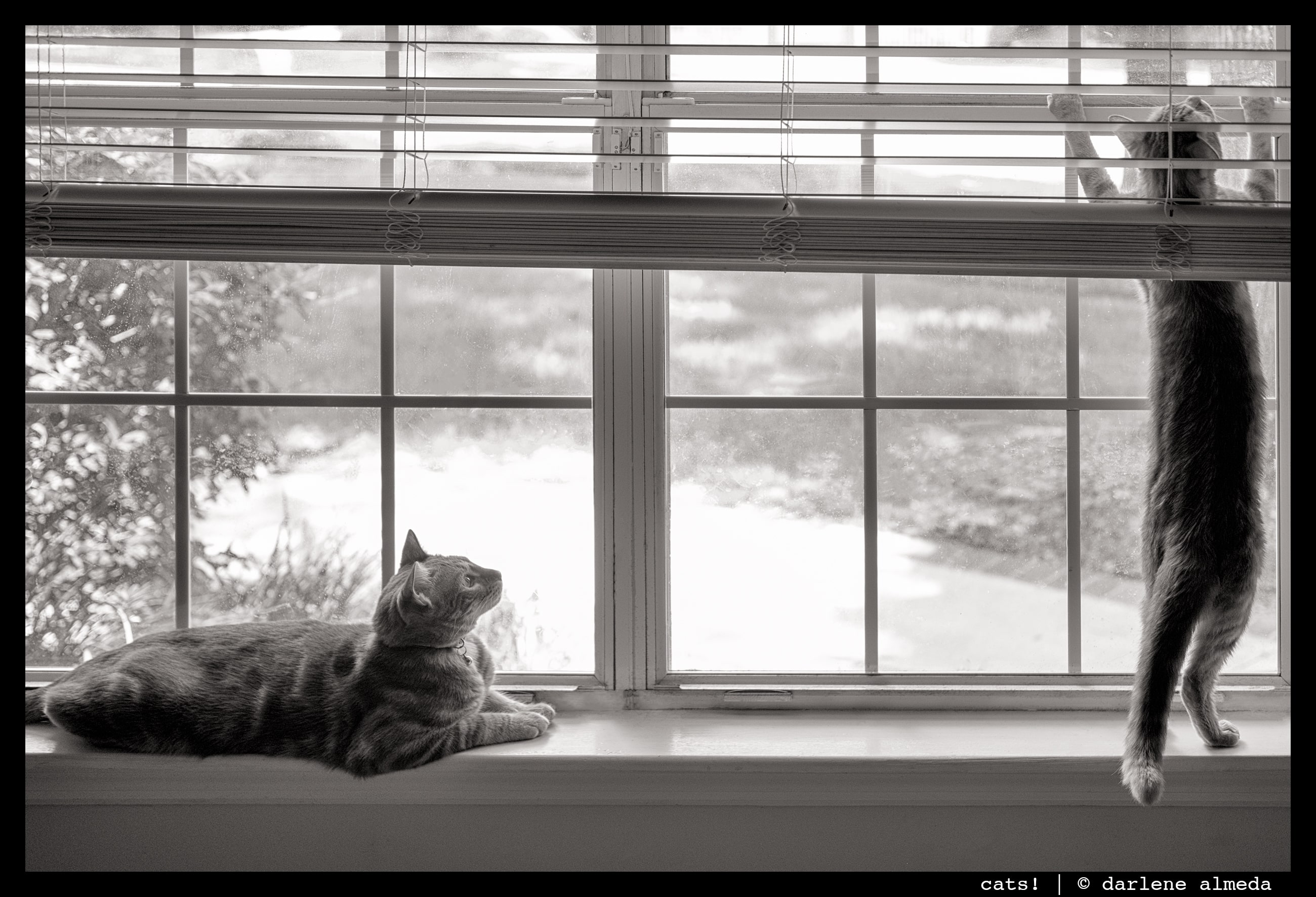 CATS!