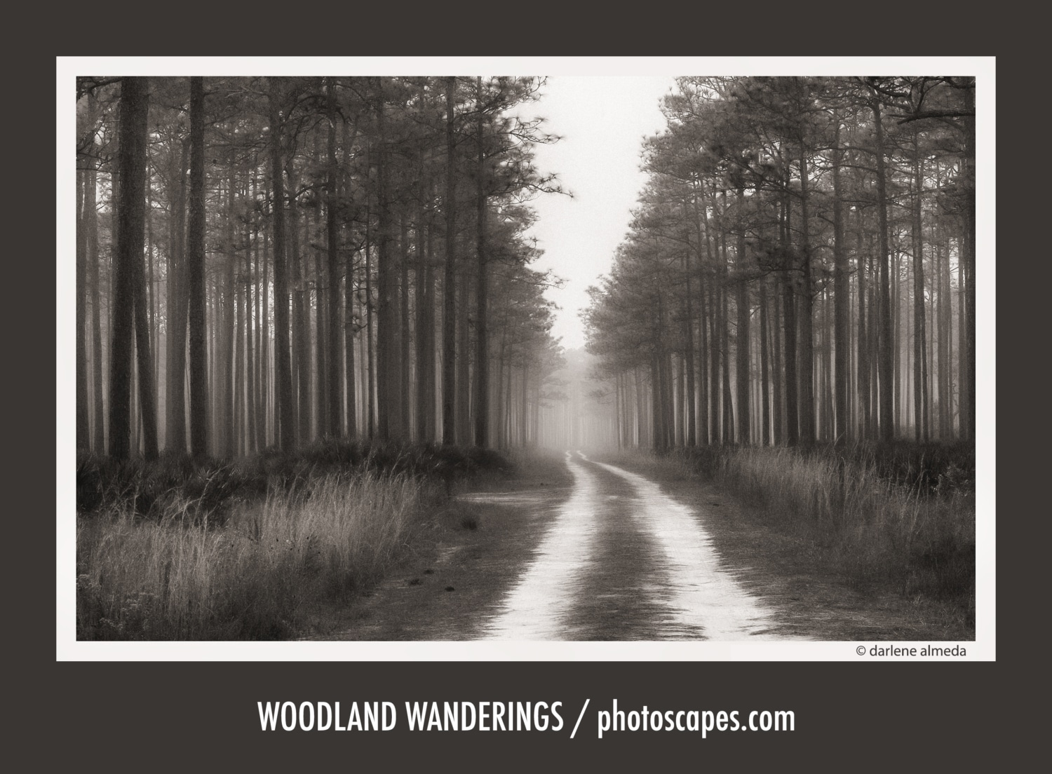 WOODLAND WANDERINGS